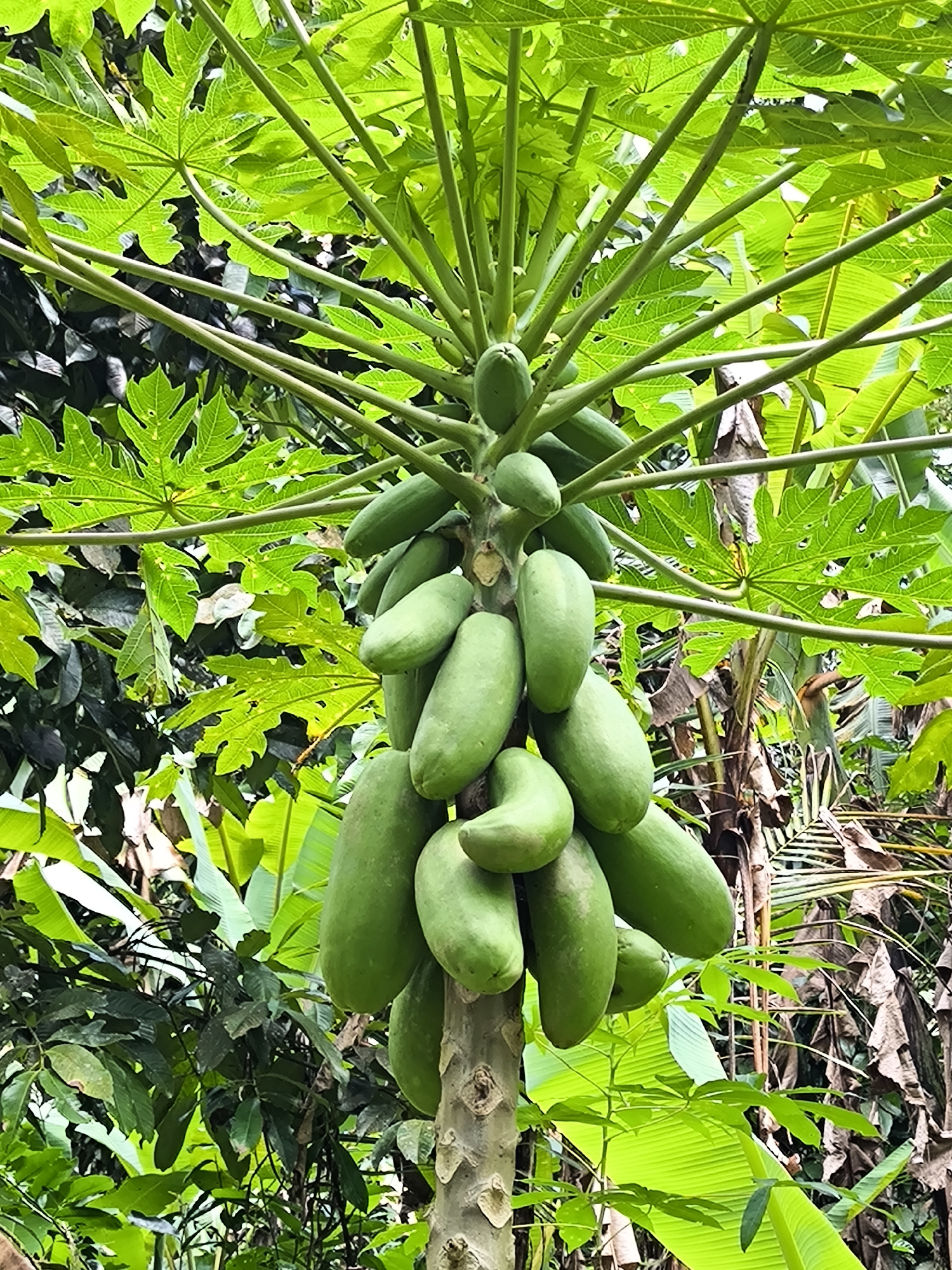 Early morning scenes captured in Mekarsari: durian vendor, valley swing