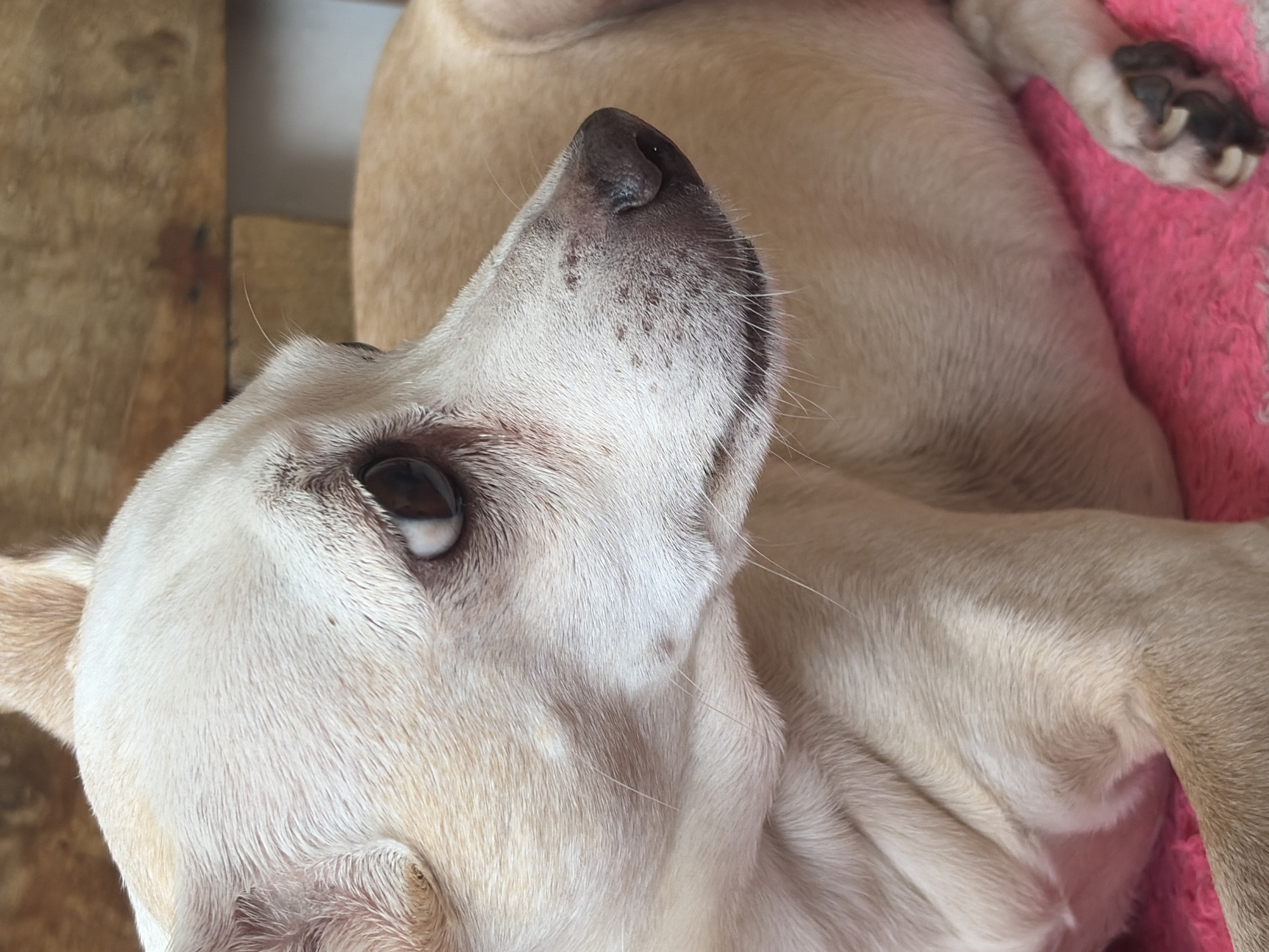 Pets captured in quiet moments across Ciudad Guayana
