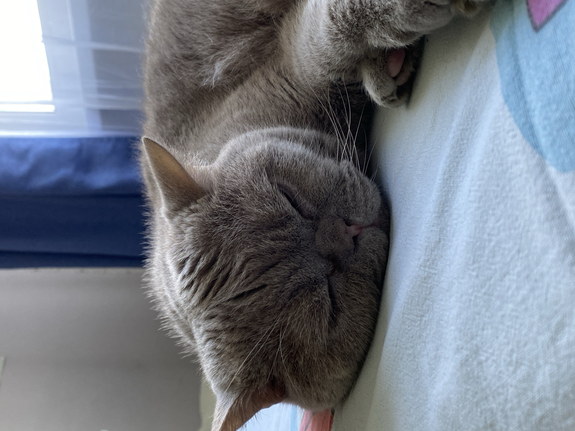 Cats at rest: Shorthairs and Folds doing very little