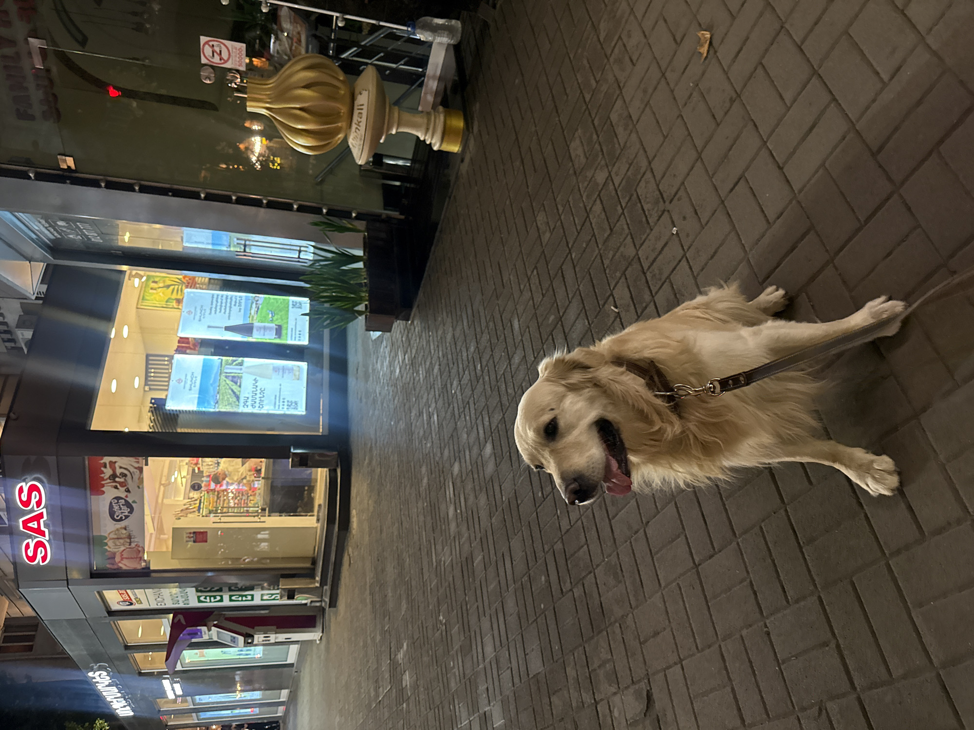 Golden retriever walks wet Yerevan sidewalks during evening hours