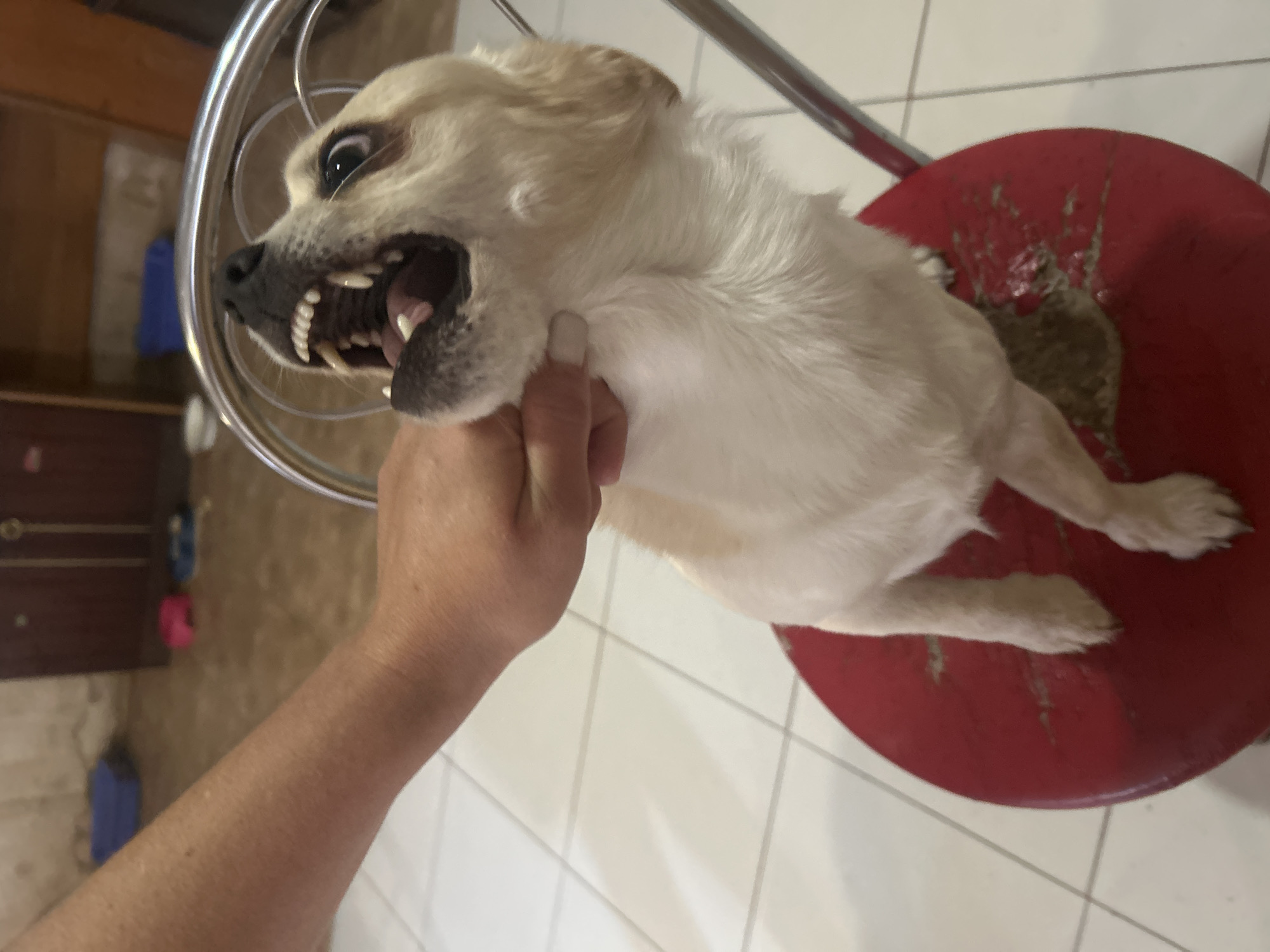 Pet owner documents daily life with cats and dogs