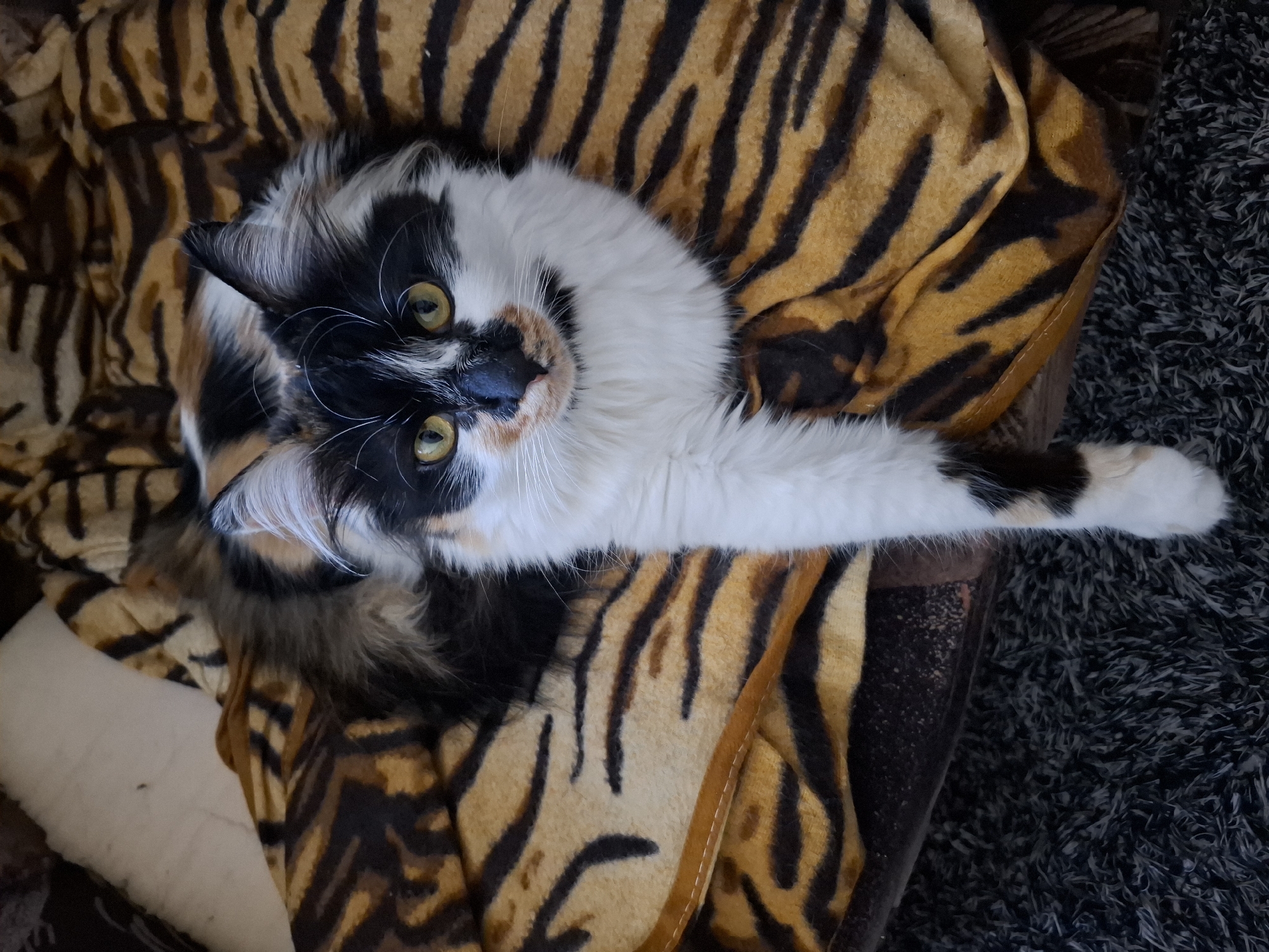 Calico cat relaxes on striped blanket in Sofia
