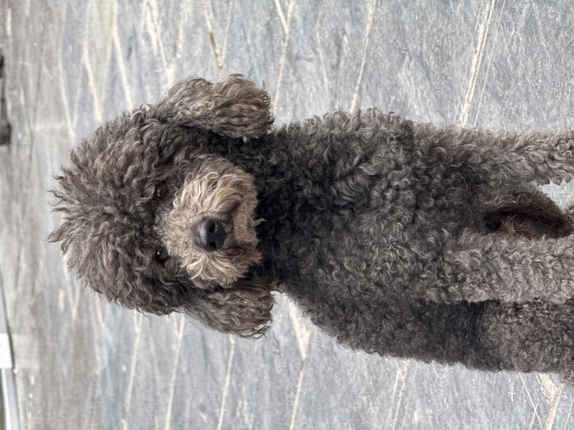 Grey poodle spotted at Wulingyuan scenic area