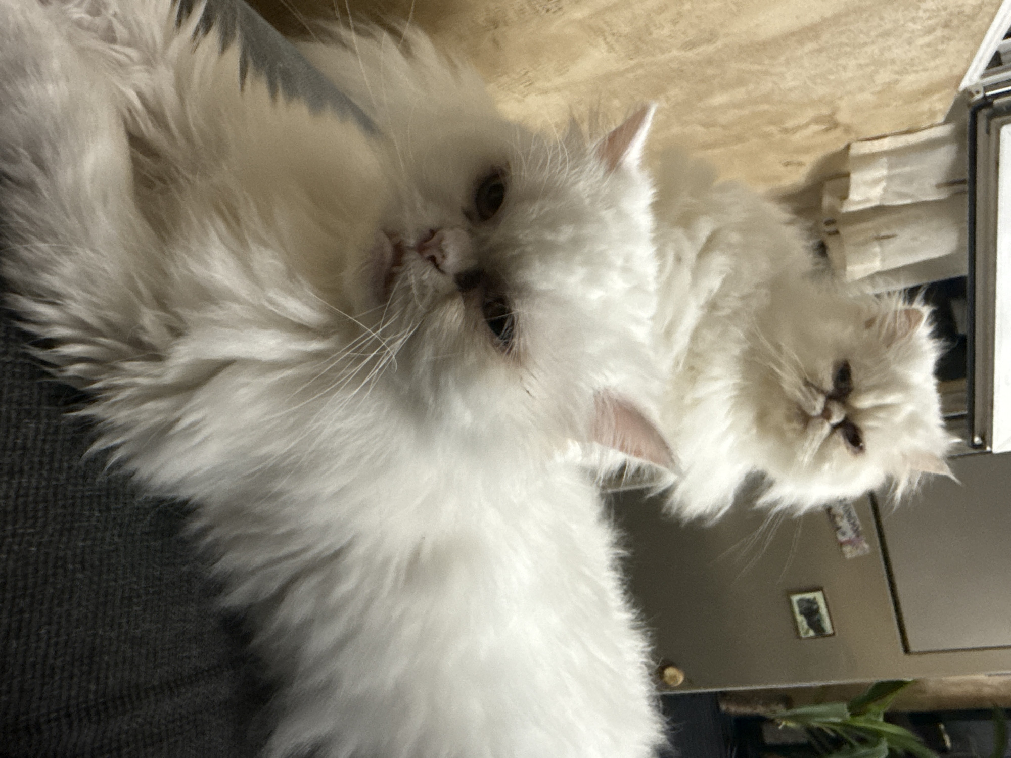 Persian cats lounge on furniture in Bulgarian home