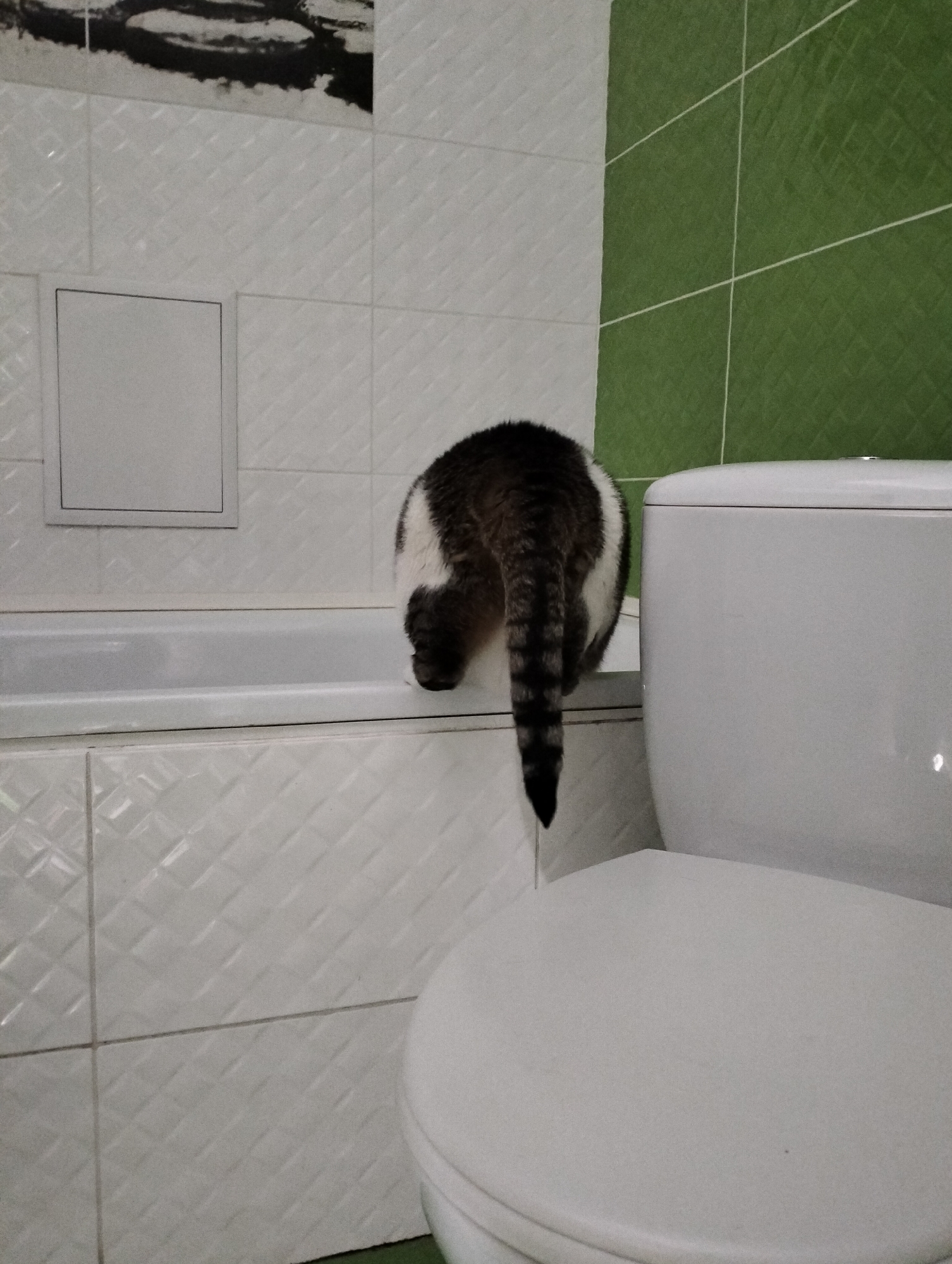 Cat explores bathroom fixtures in Ukrainian village