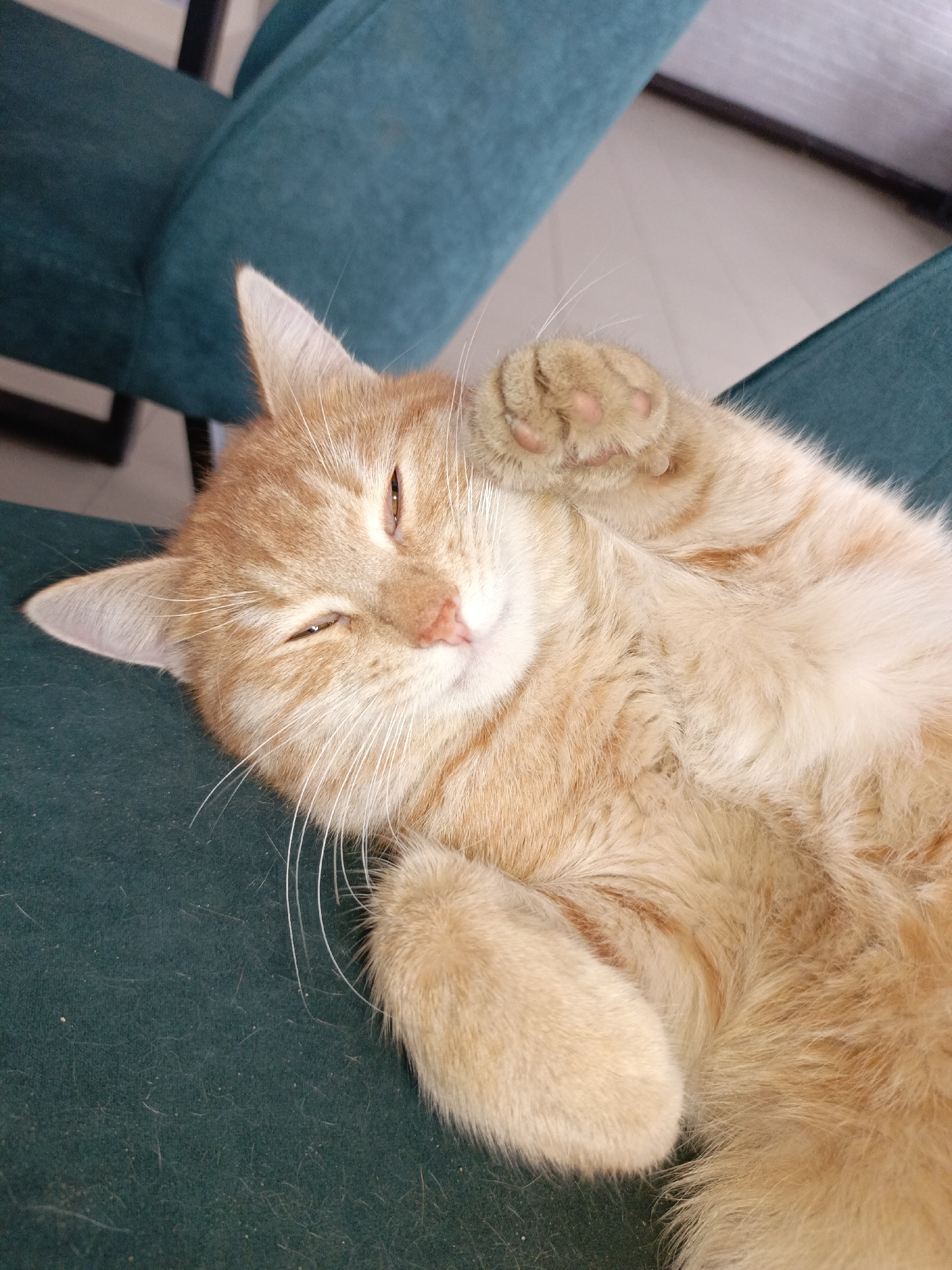 Orange cat sleeps peacefully on furniture in Russian home
