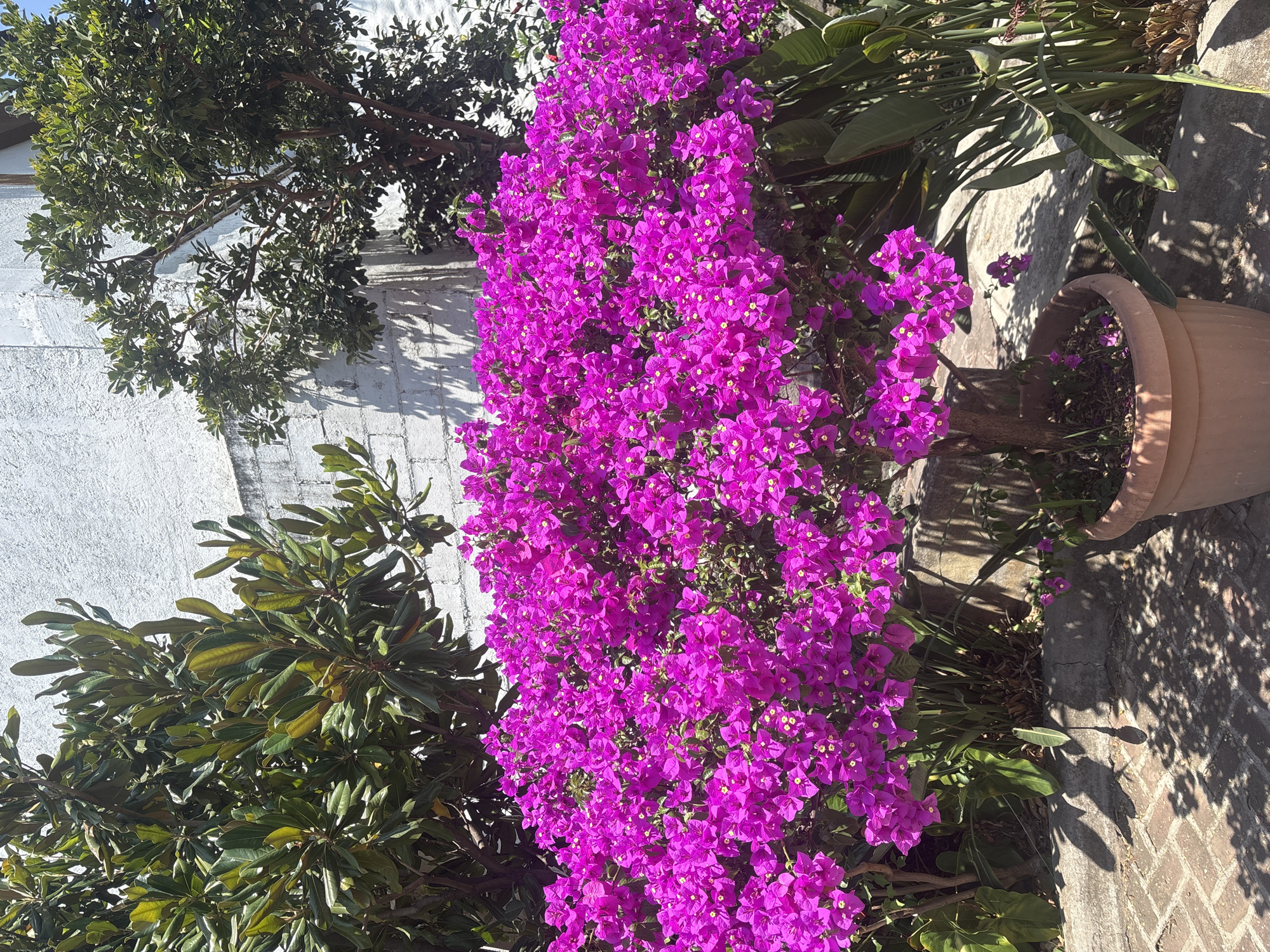 Blooming purple bougainvillea spotted in Cuernavaca garden setting