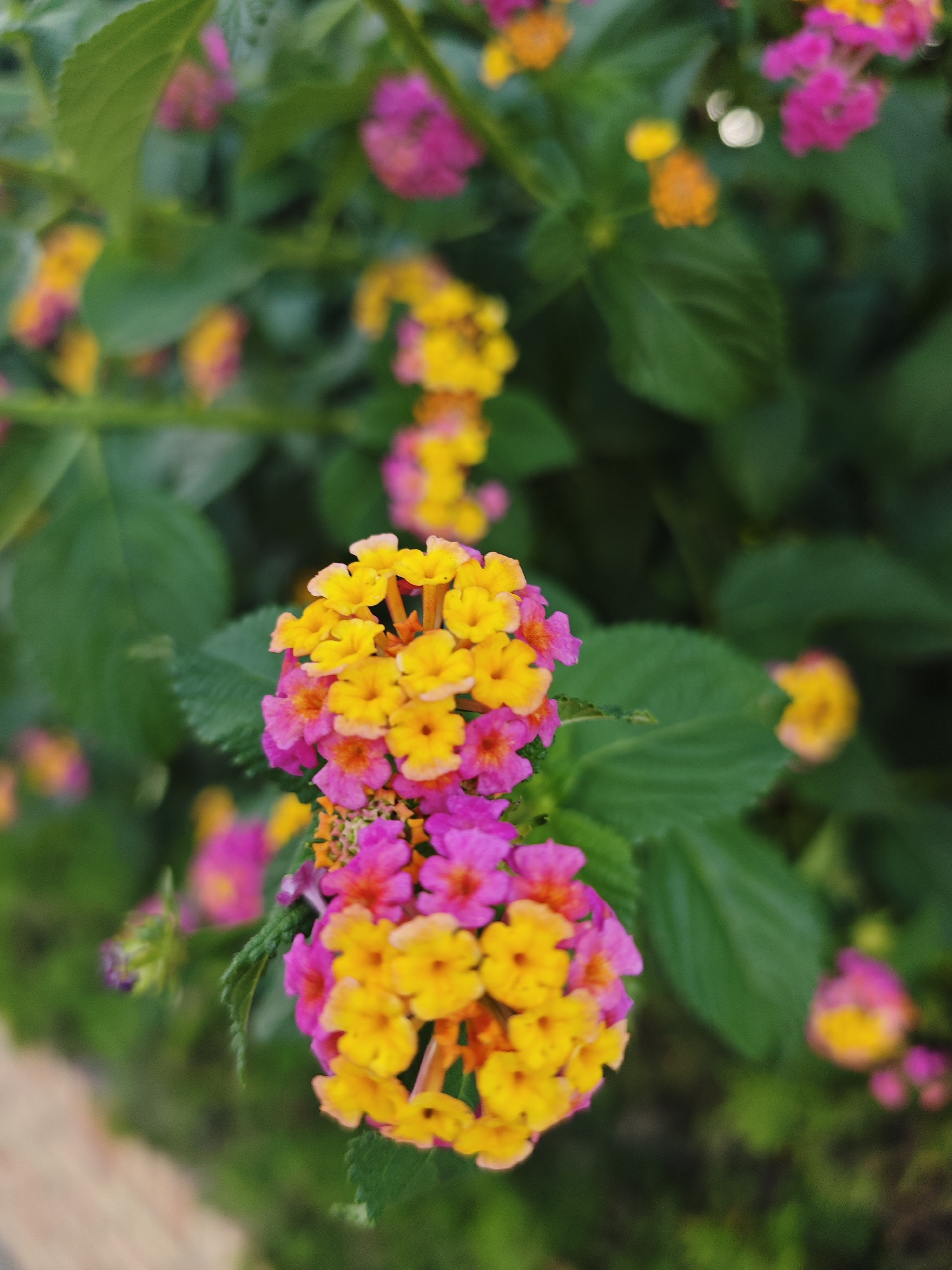Lantana blooms in mixed yellow, pink, and orange in southern Spain