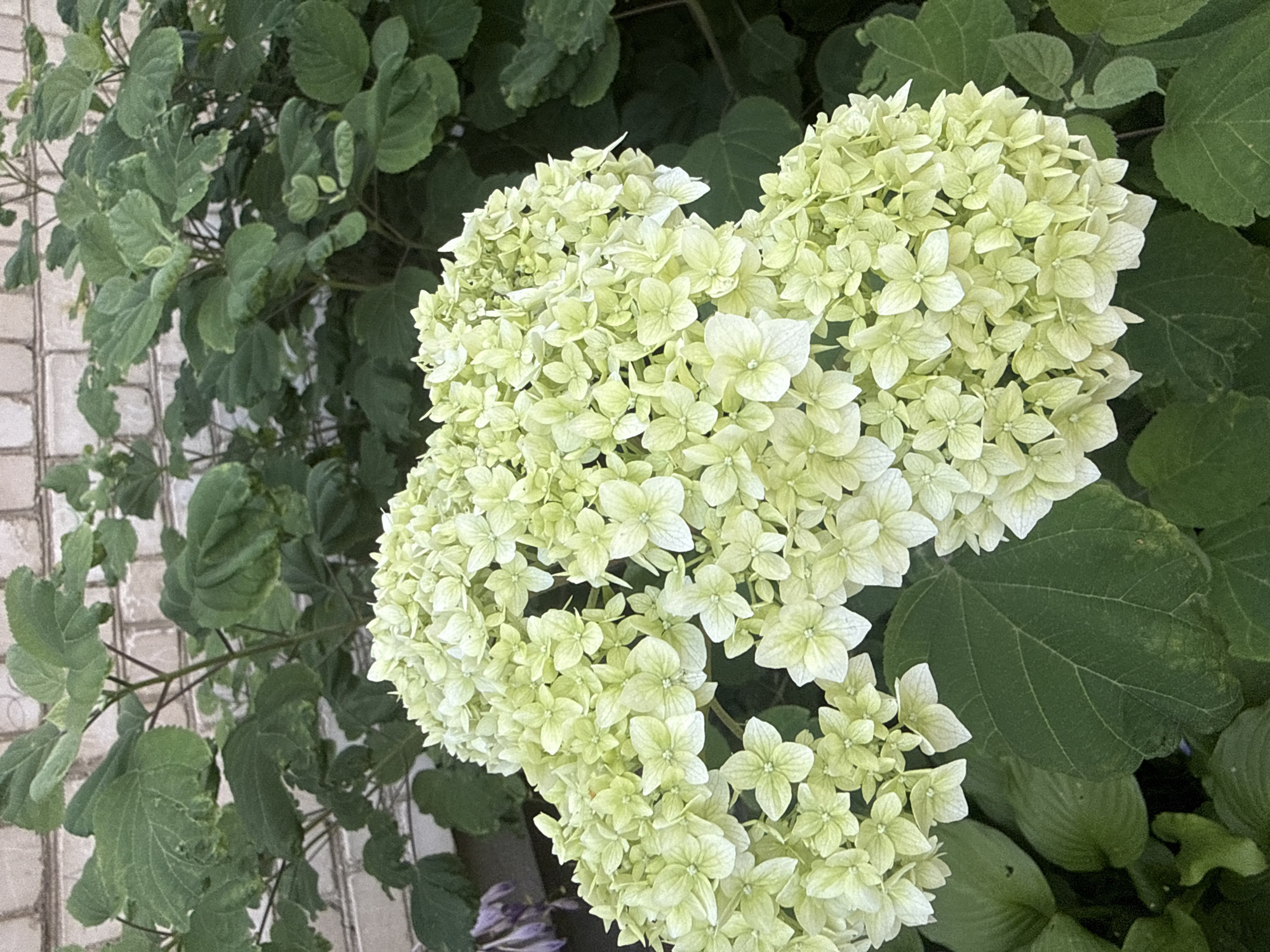 Yorkshire Terrier and blooming hydrangeas in a Lithuanian garden