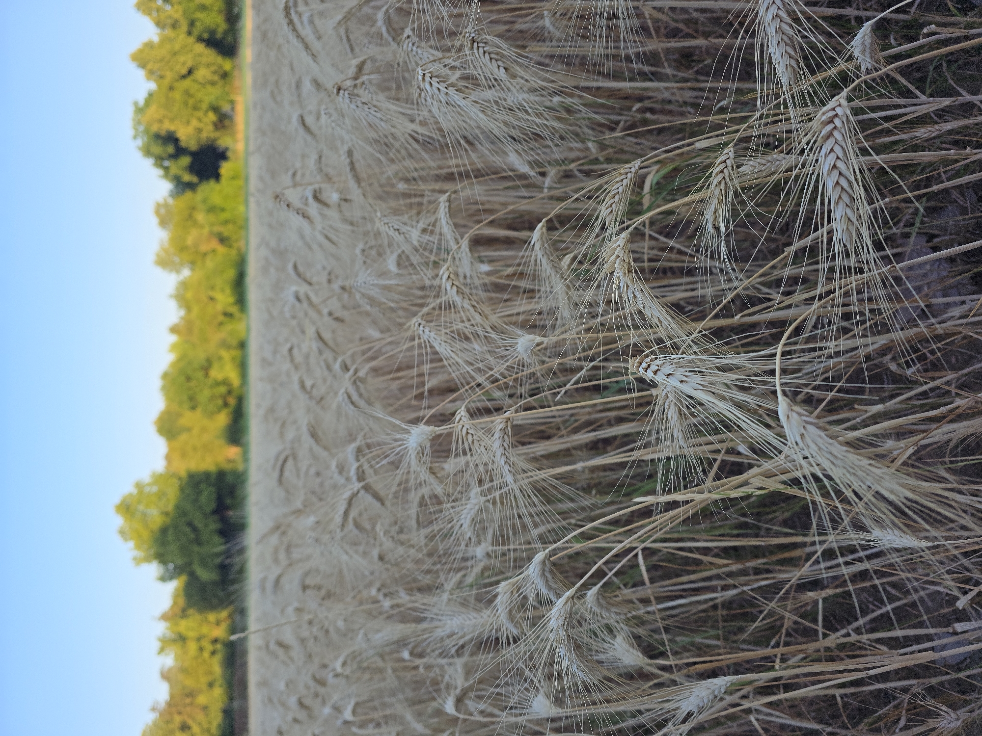Ripe wheat fields catching golden evening light near Worms