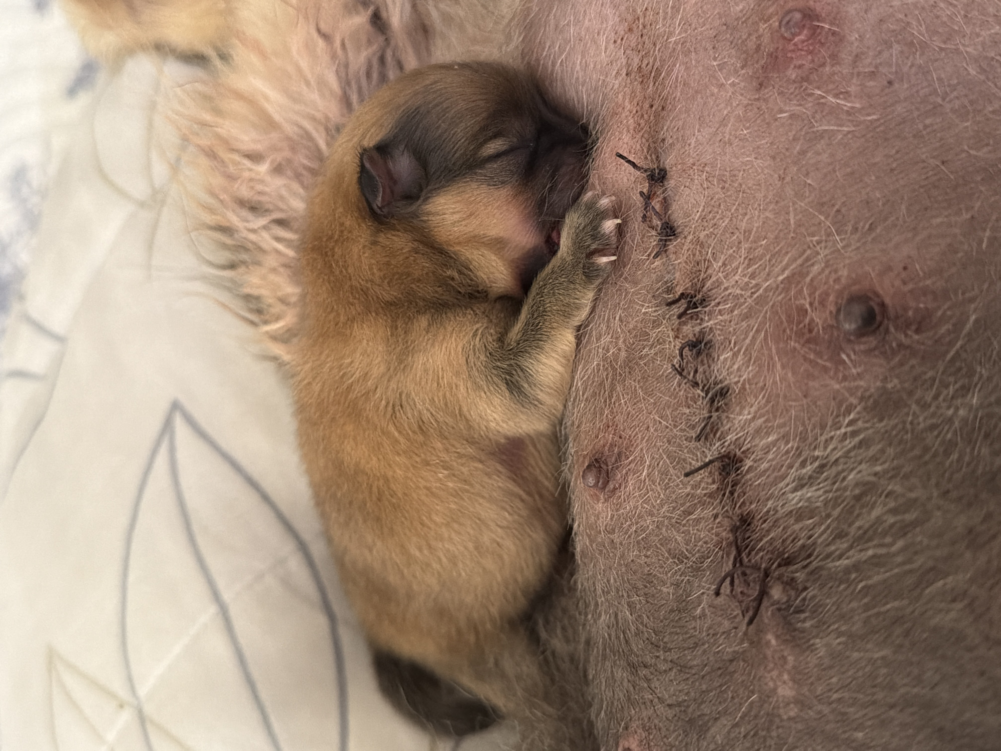 Dogs and newborn puppies documented across Mexican locations