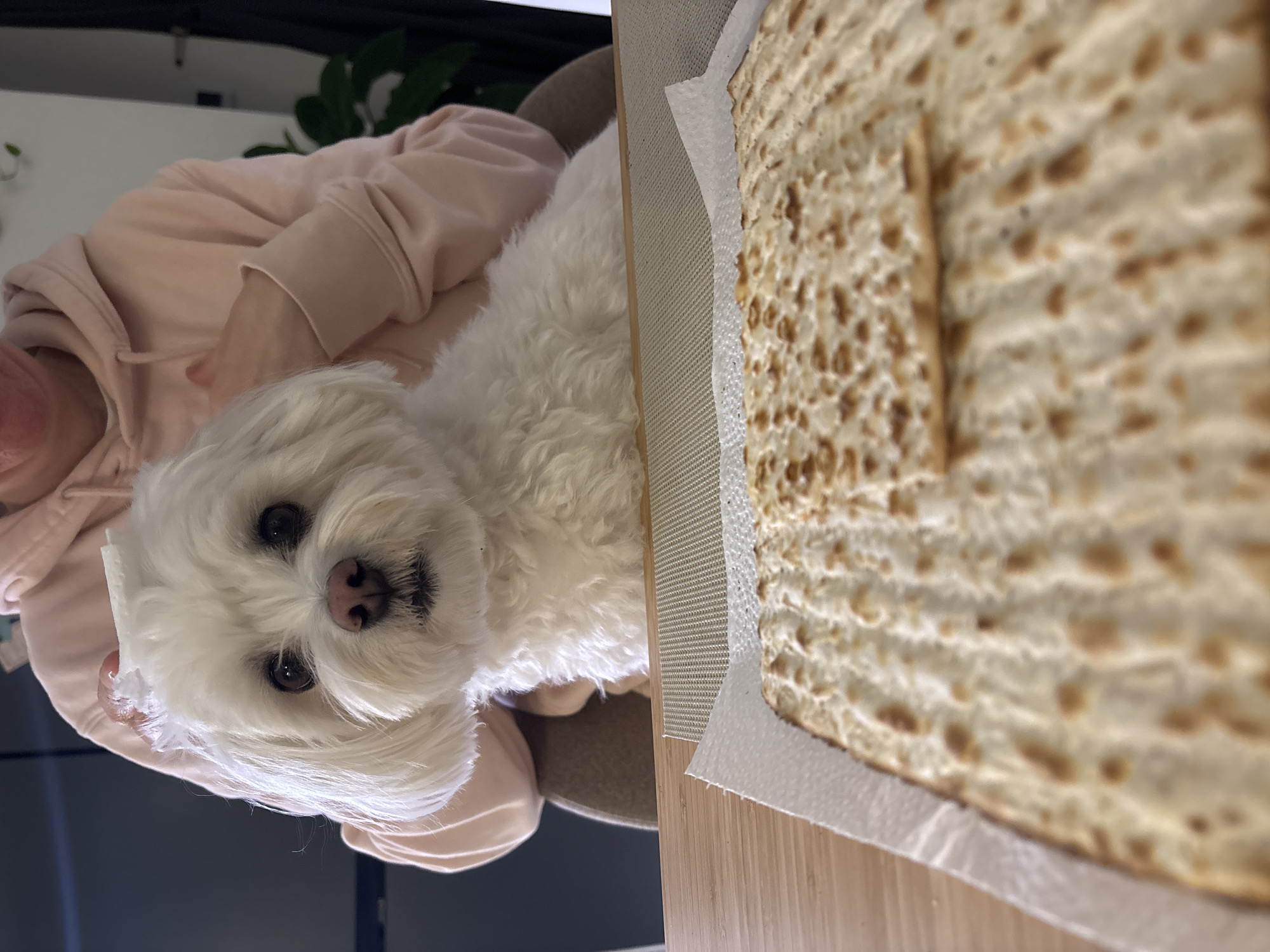 Passover preparation with pet dog in Bat Yam home