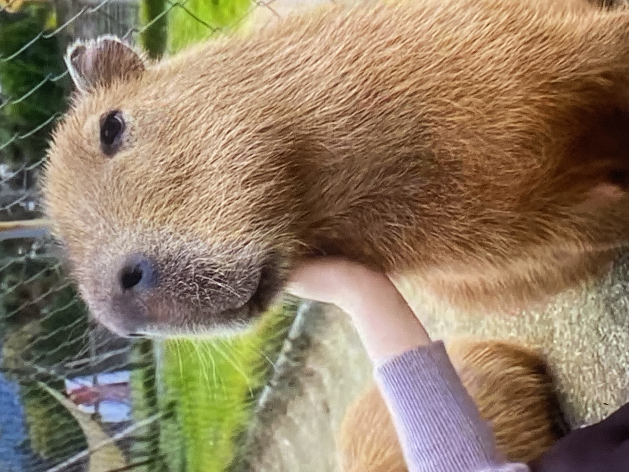 Capybara getting petted in Tinaquillo, Venezuela