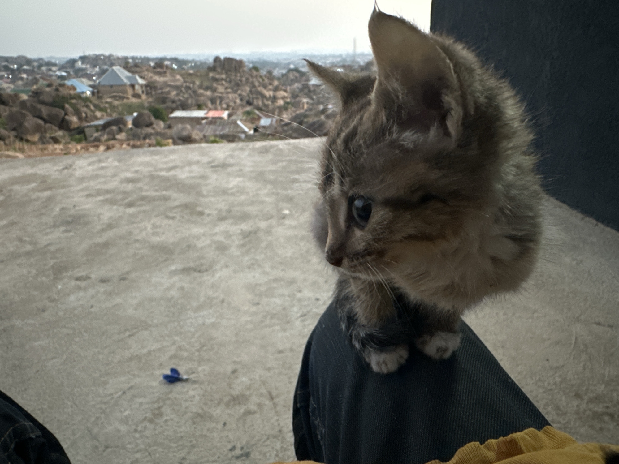 Early morning kitten encounters amid Jos Nigeria's rocky cityscape