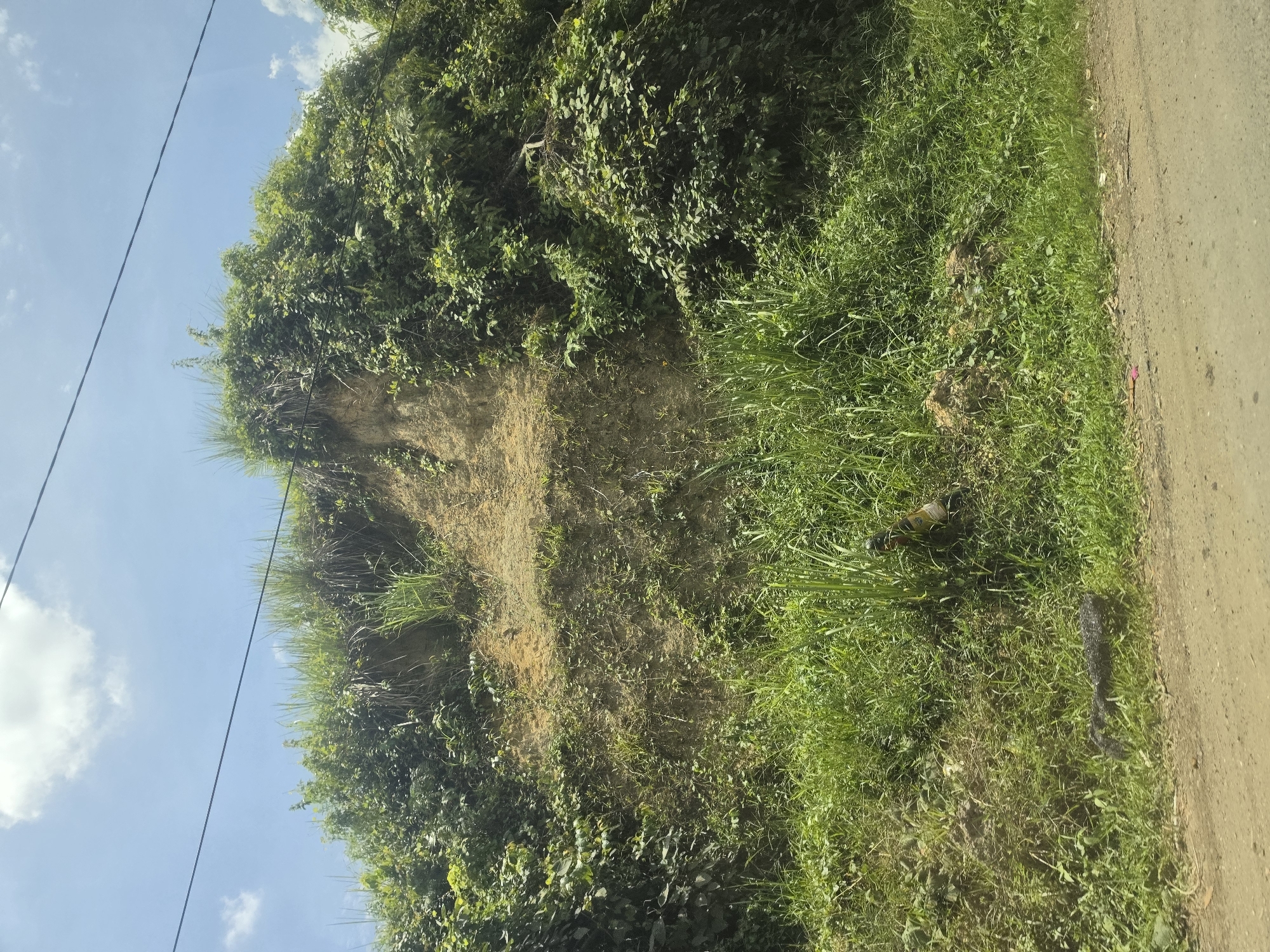 Overgrown roadside embankment documented in Seumadam, Indonesia