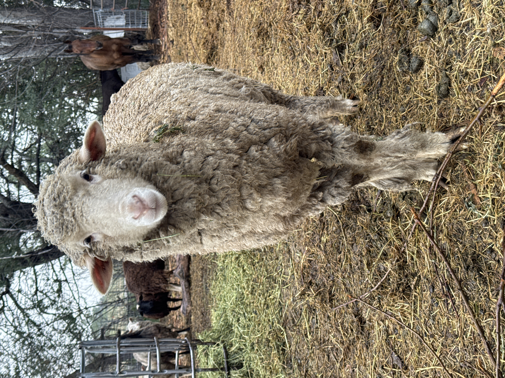 Farm animals, vehicles observed in rural Boulder area overnight