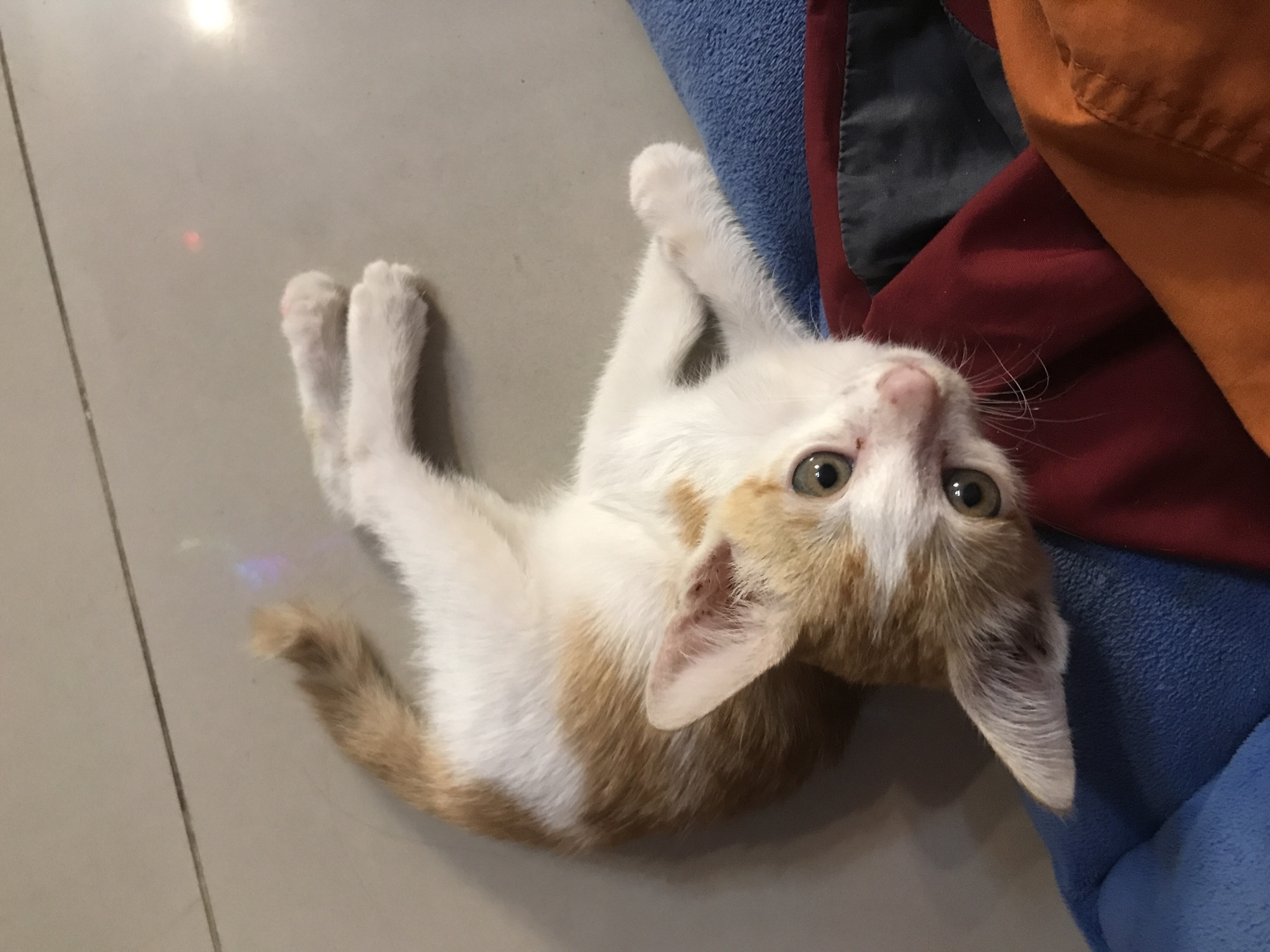Kitten rests upside down on floor in Nha Trang home