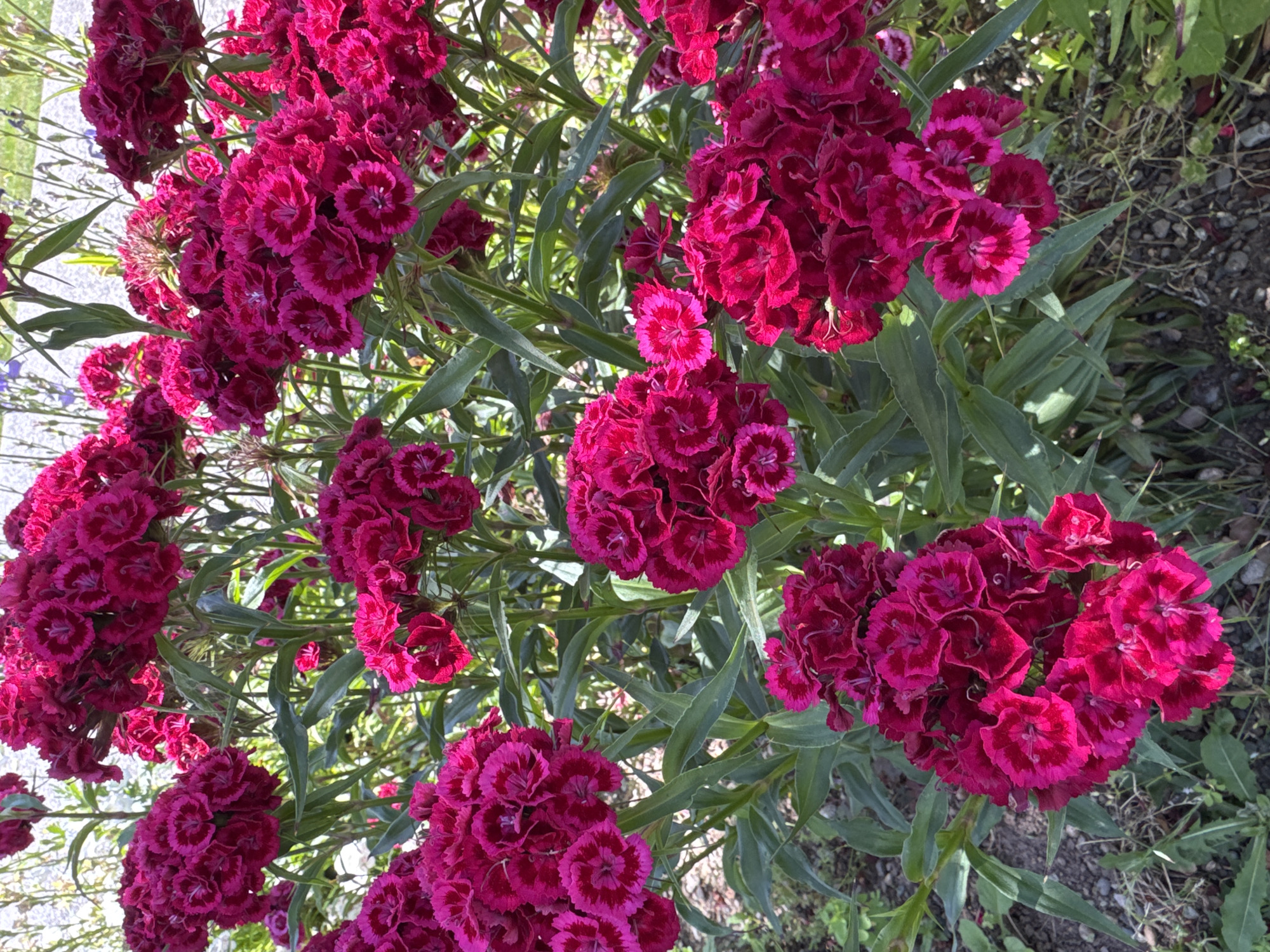 Backyard flowers, chickens, and car details in Kent
