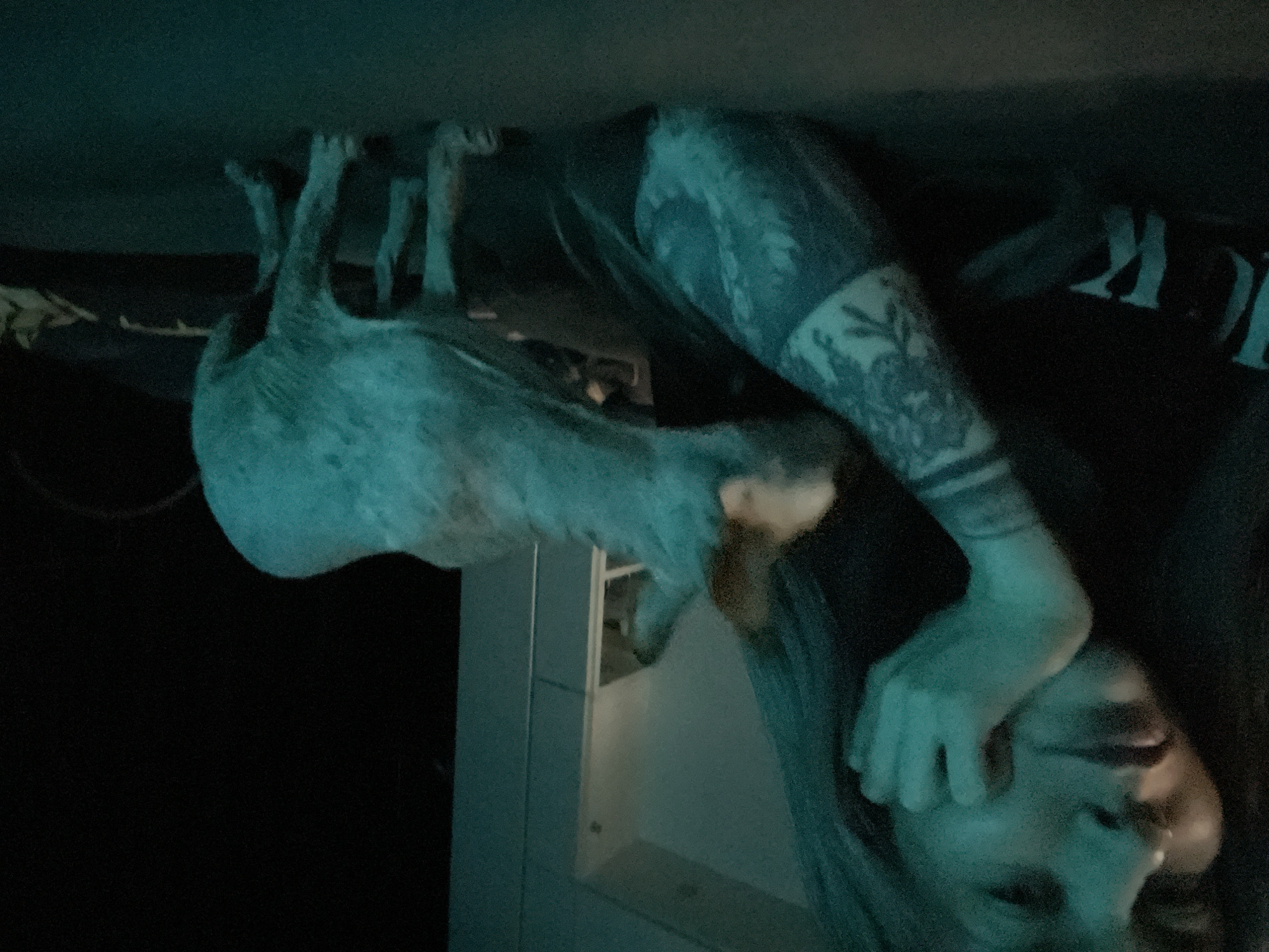 Sphynx cat observed in dimly lit Khimki residence