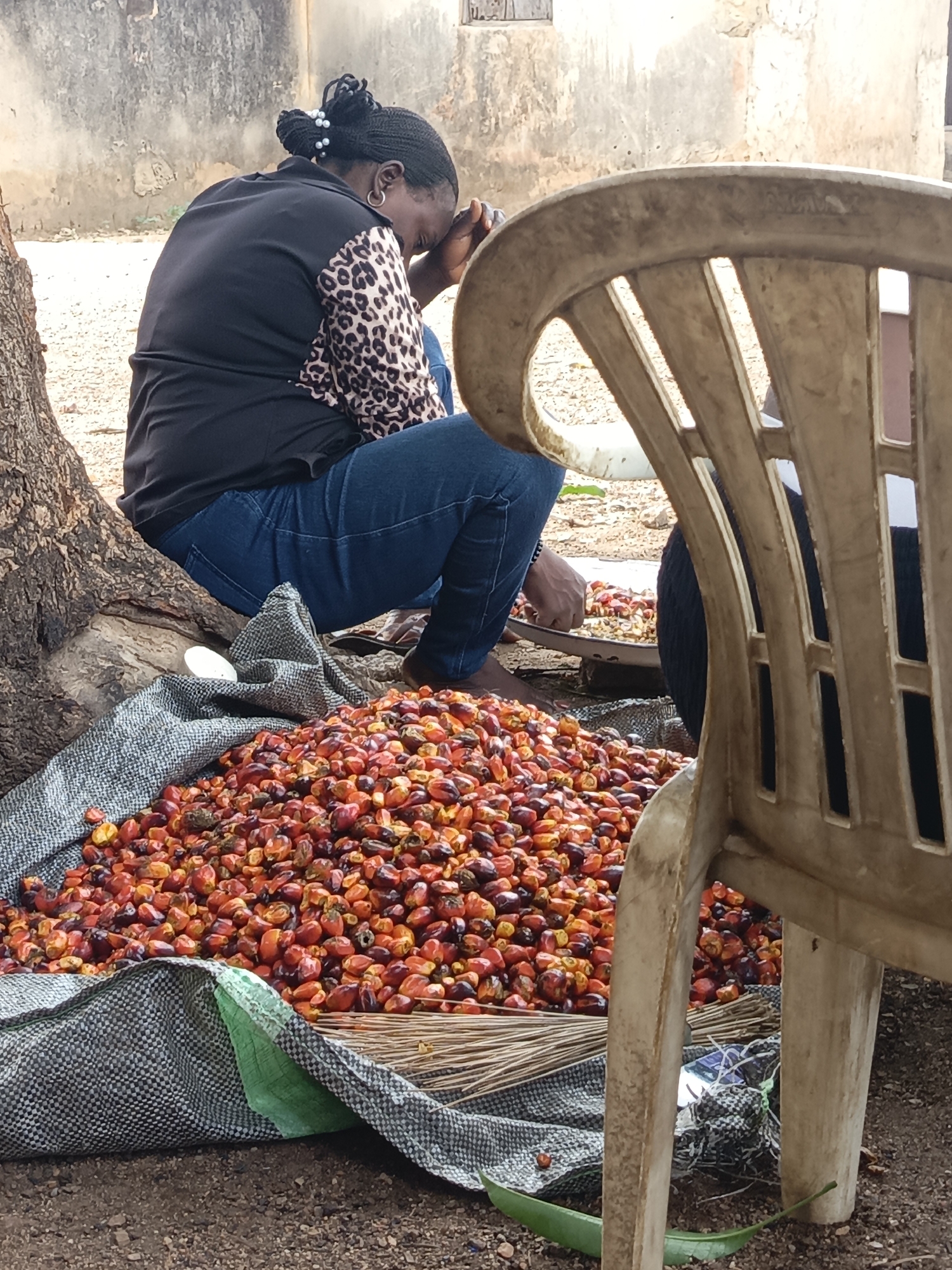 Women process palm fruits in traditional outdoor setting, Akwanga