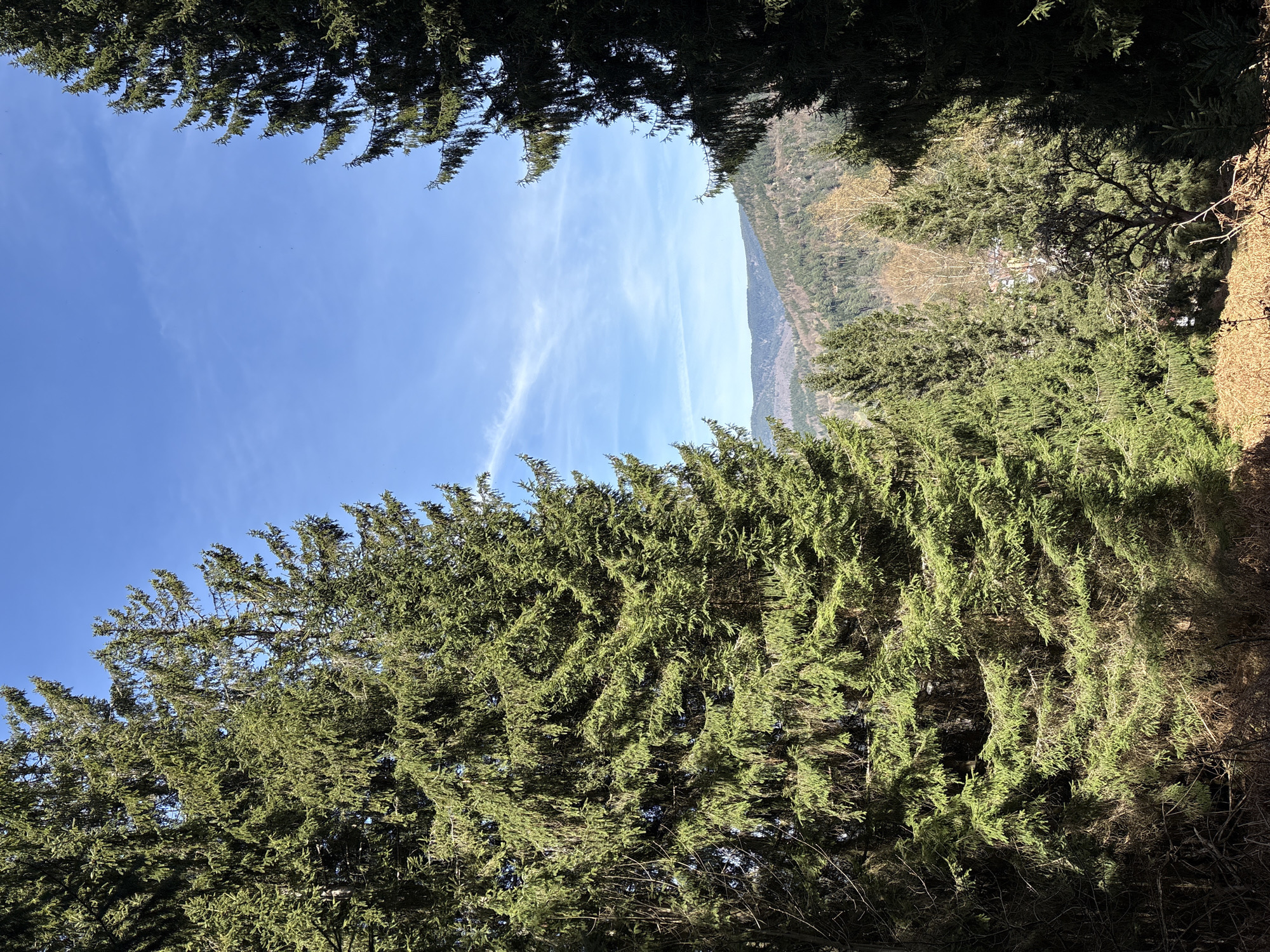 Two people rest outdoors in wooded area near Forbach