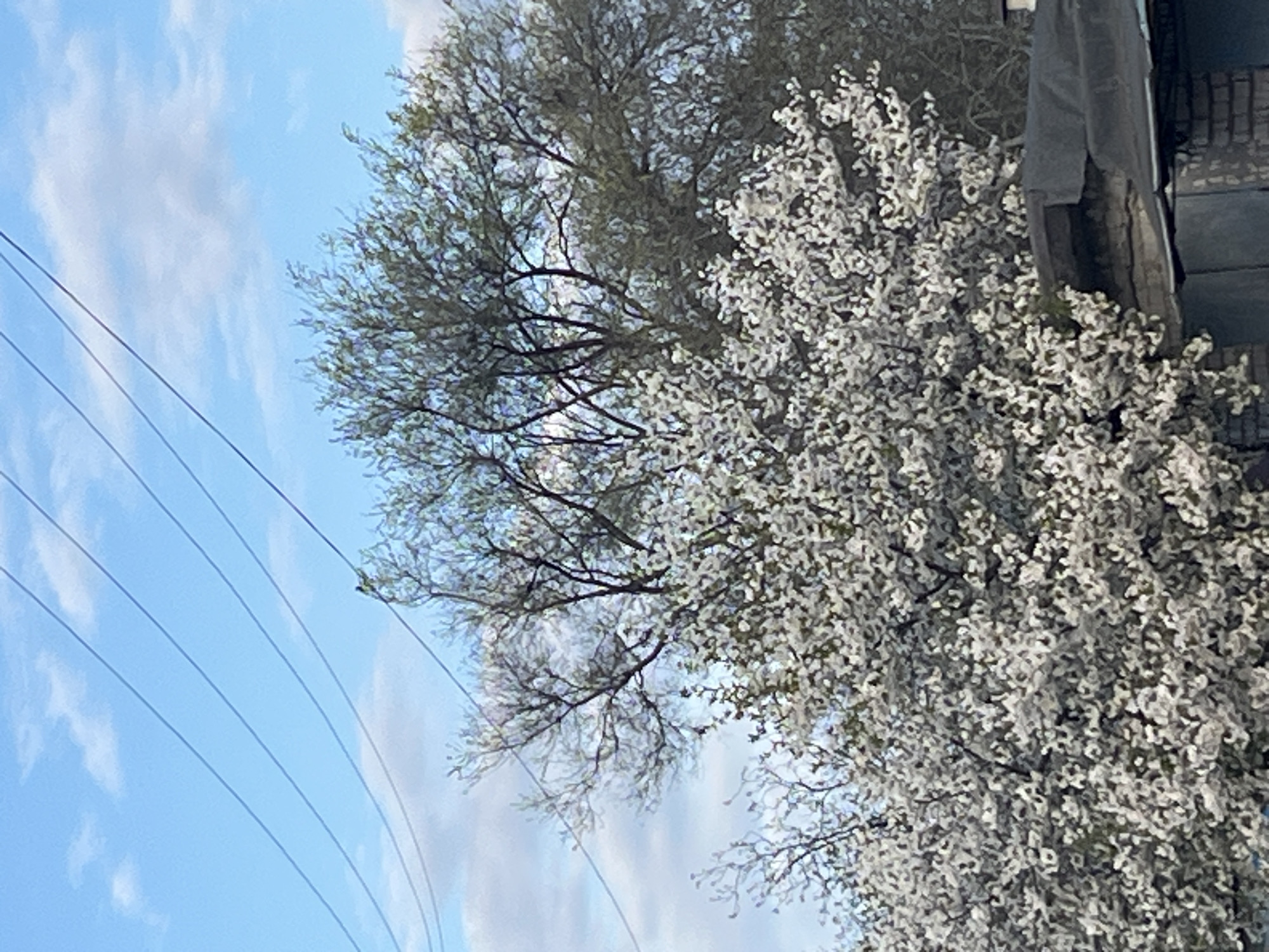 Spring day scenes with dogs and blooming trees in Kryvyi Rih