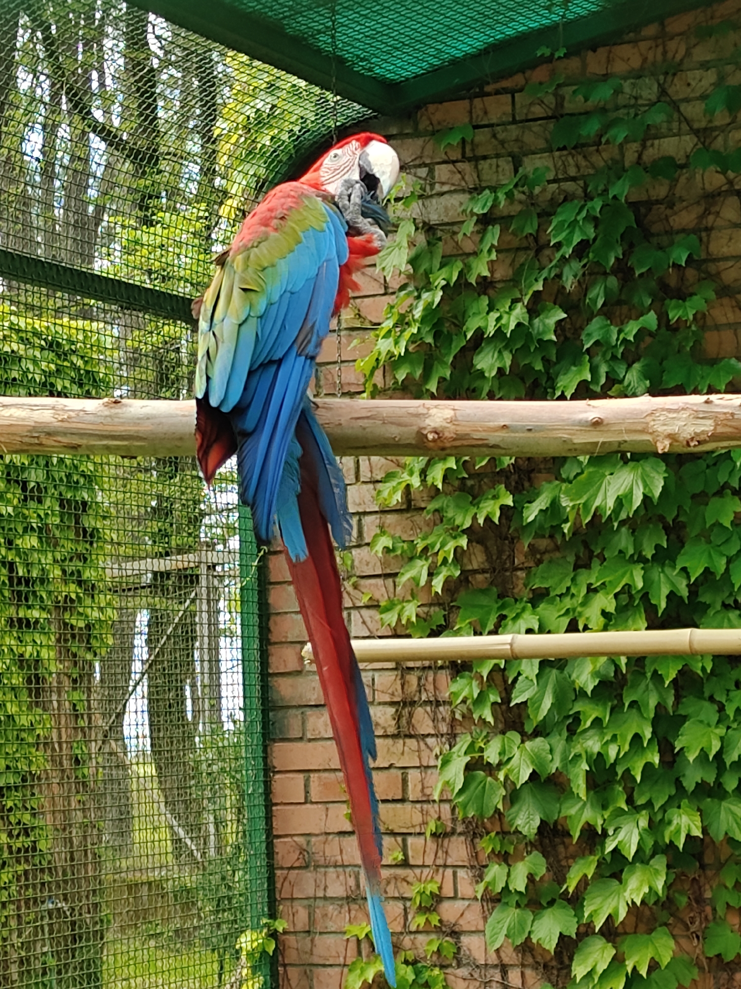 Colorful parrots observed in Georgia aviary during brief afternoon visit