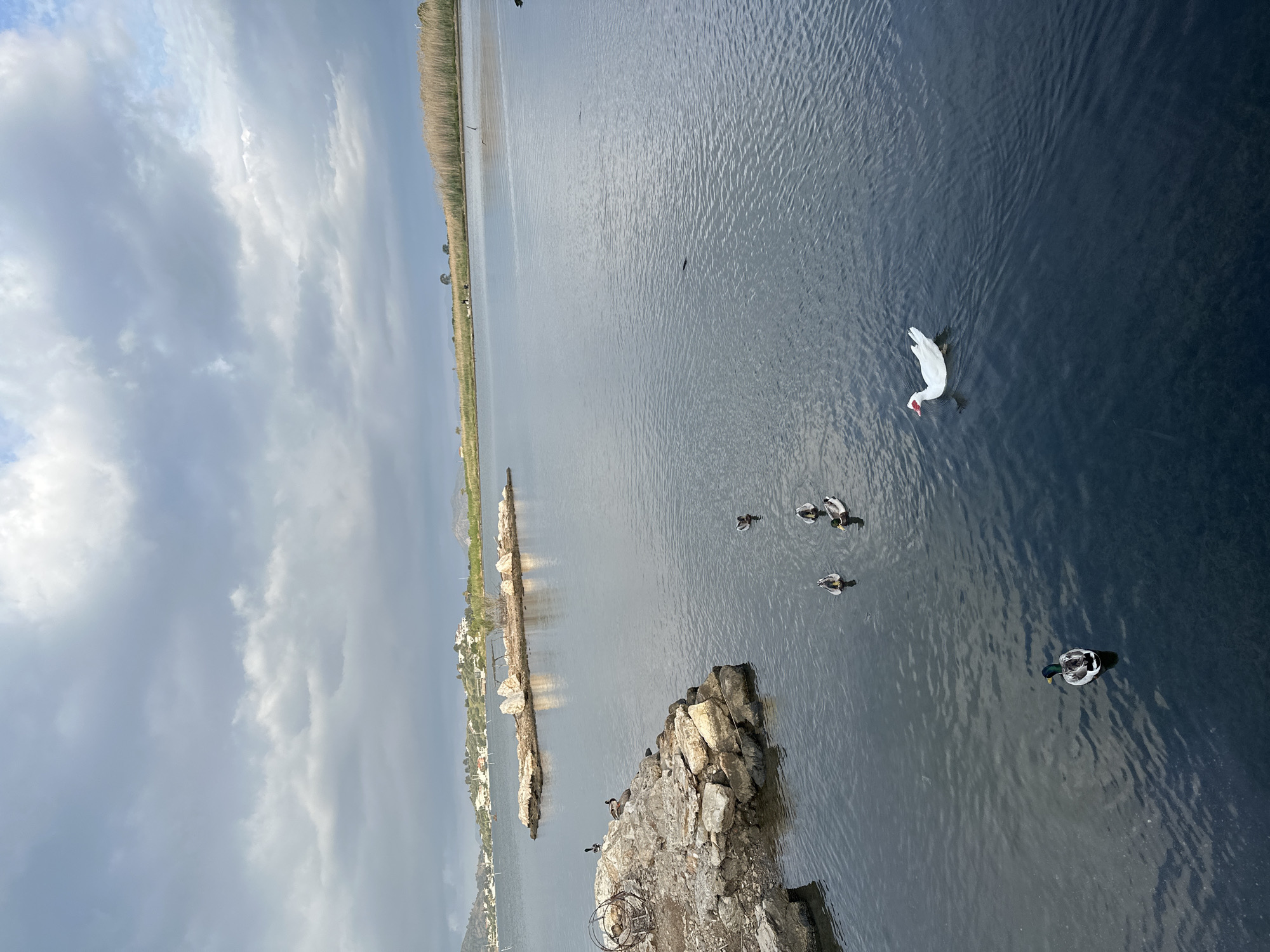 Early morning waterfront scene with ducks in Fethiye harbor