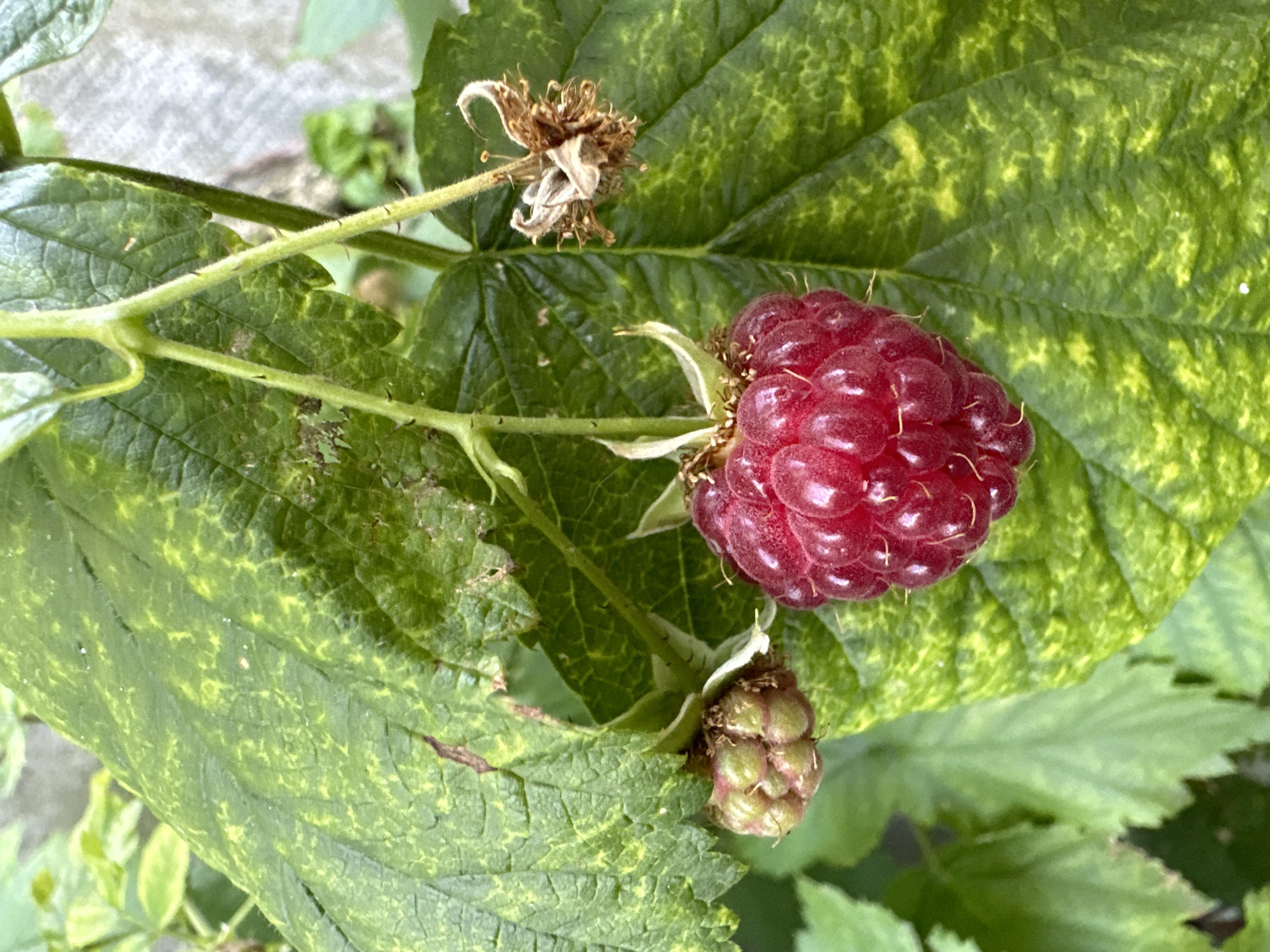 Macro details of raspberries and buds on the vine