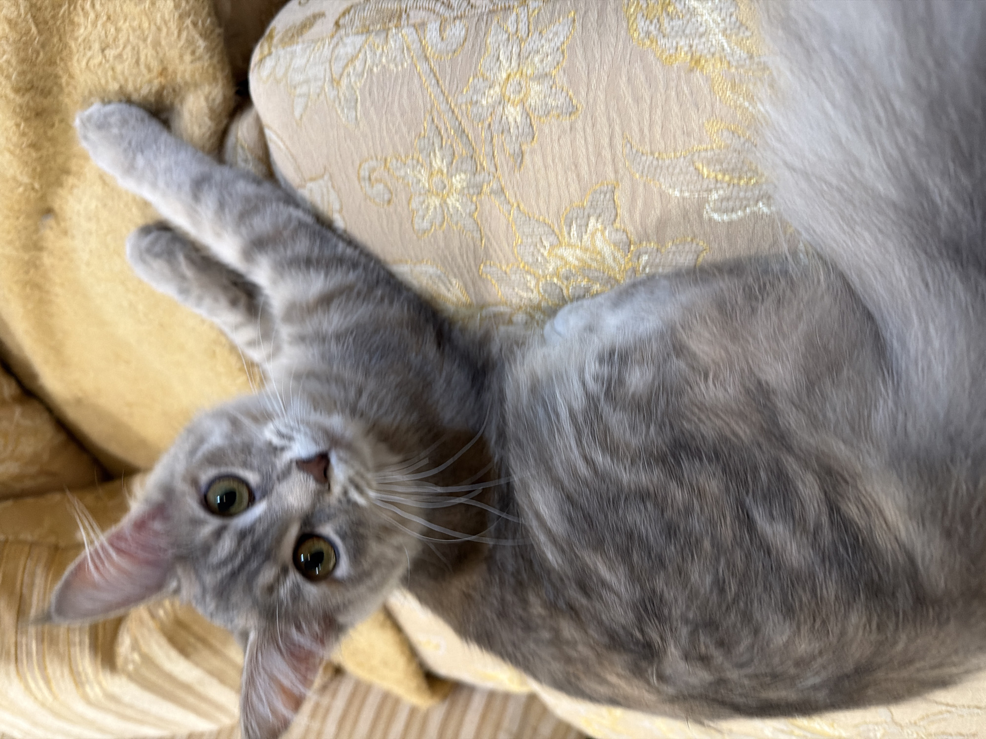 Woman relaxes at home with grey cat and orange dog
