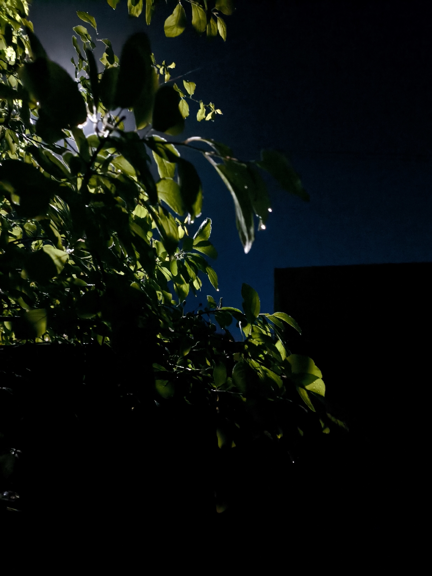 Nighttime illumination of wet vegetation observed by witnesses