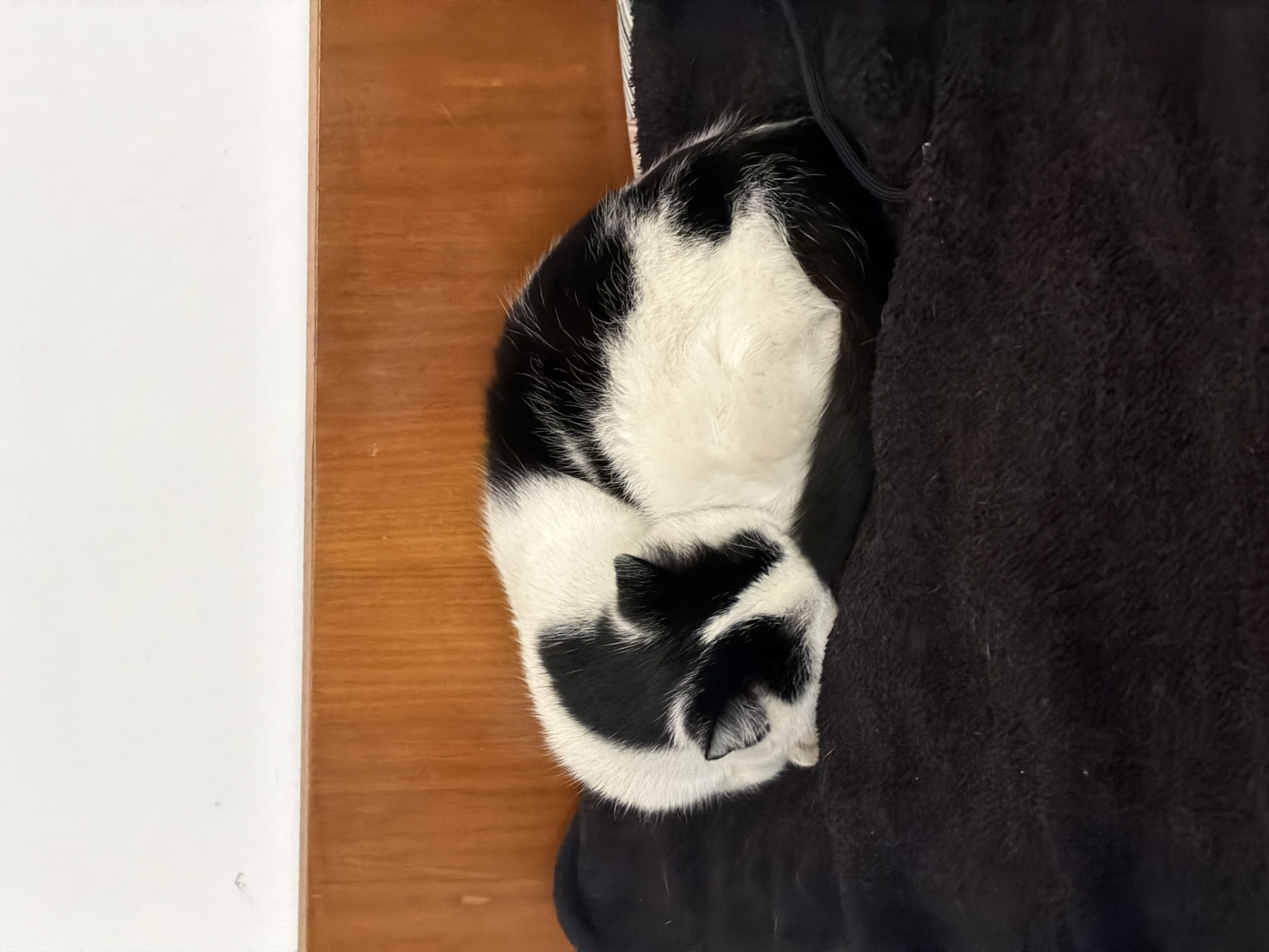 Cat naps peacefully on blanket in Bansko home