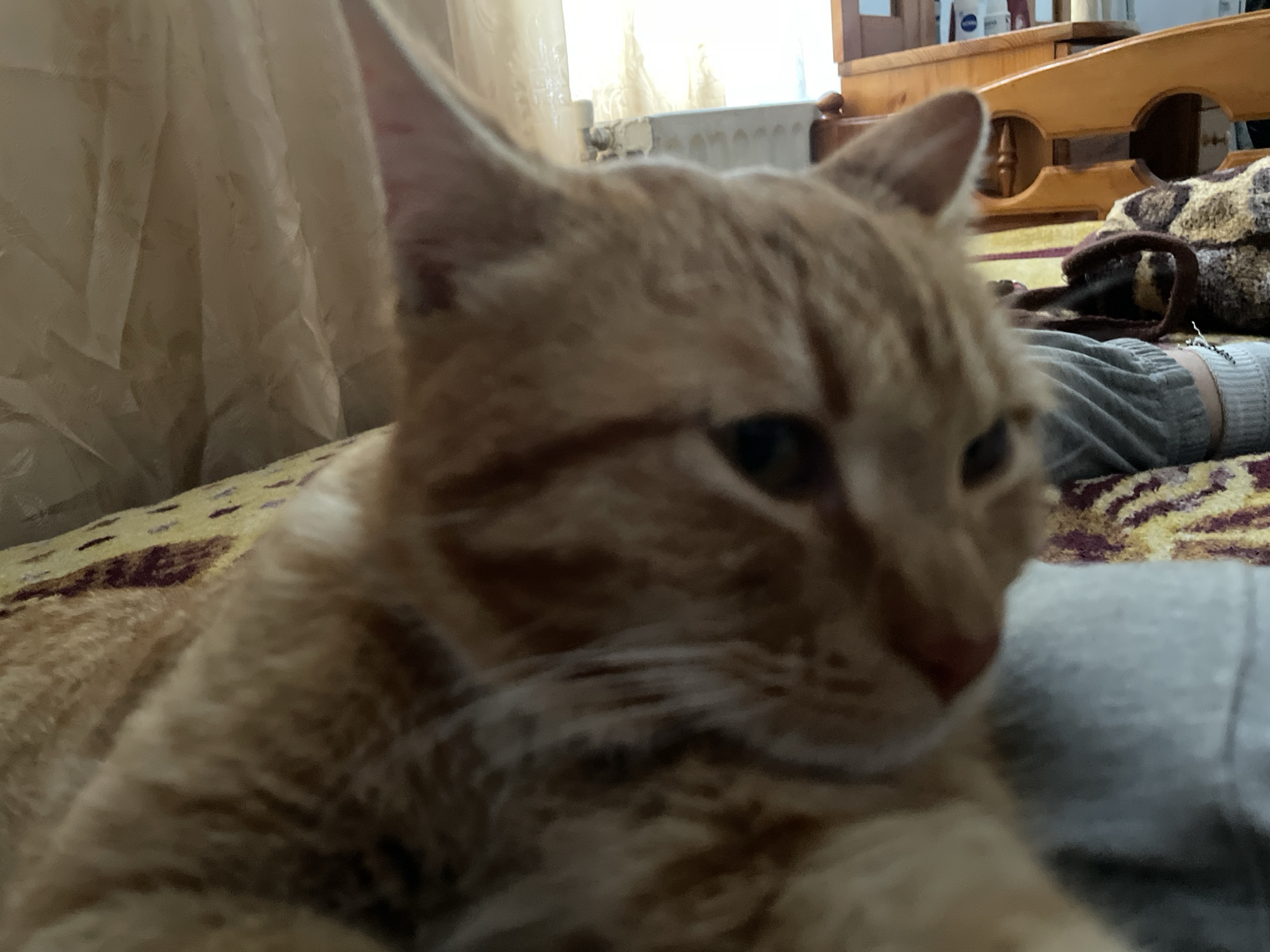 Orange tabby cat moments captured in Bulgarian town