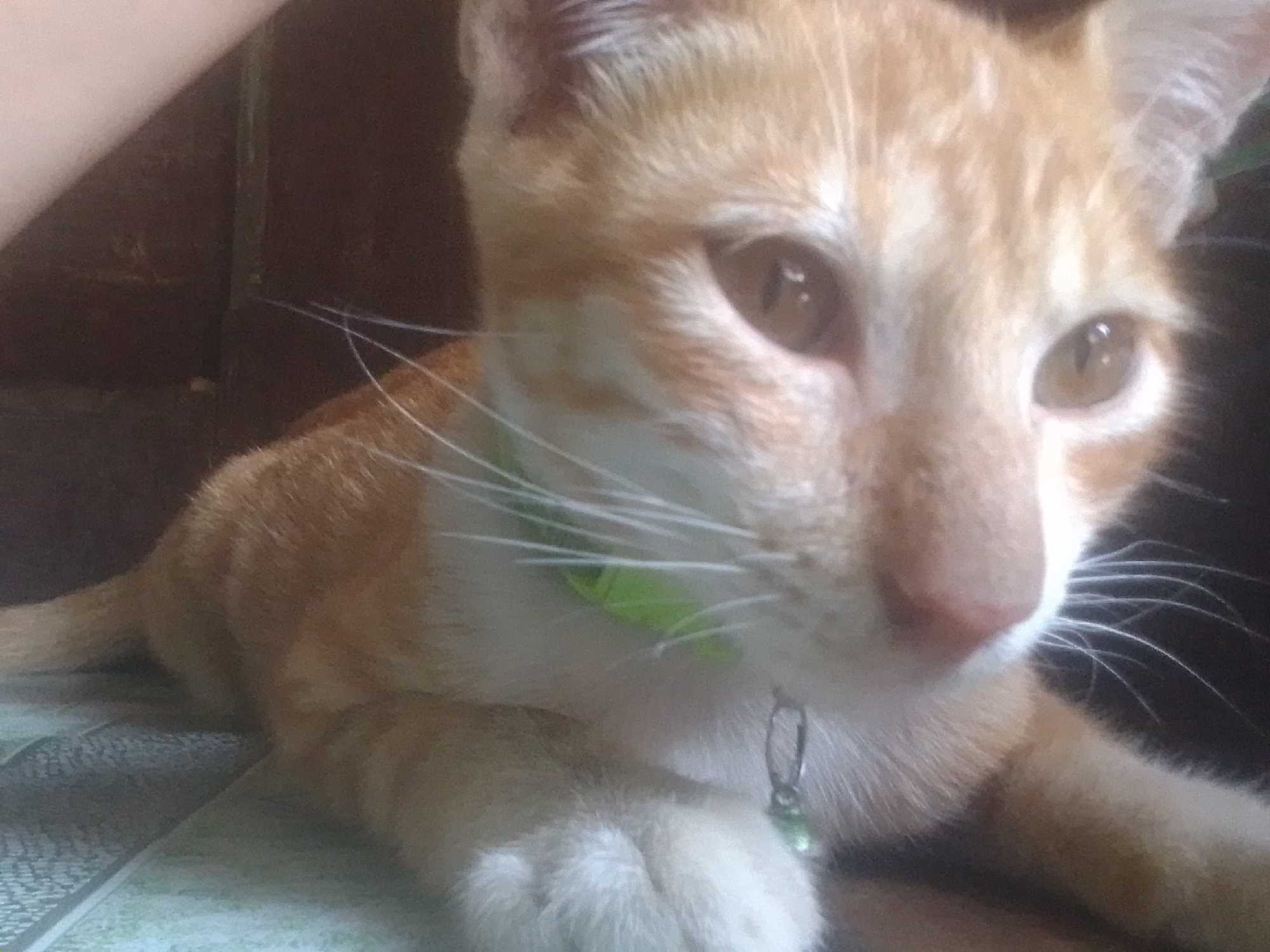 Lazy night in with a Davao tabby, tropical greenery outside