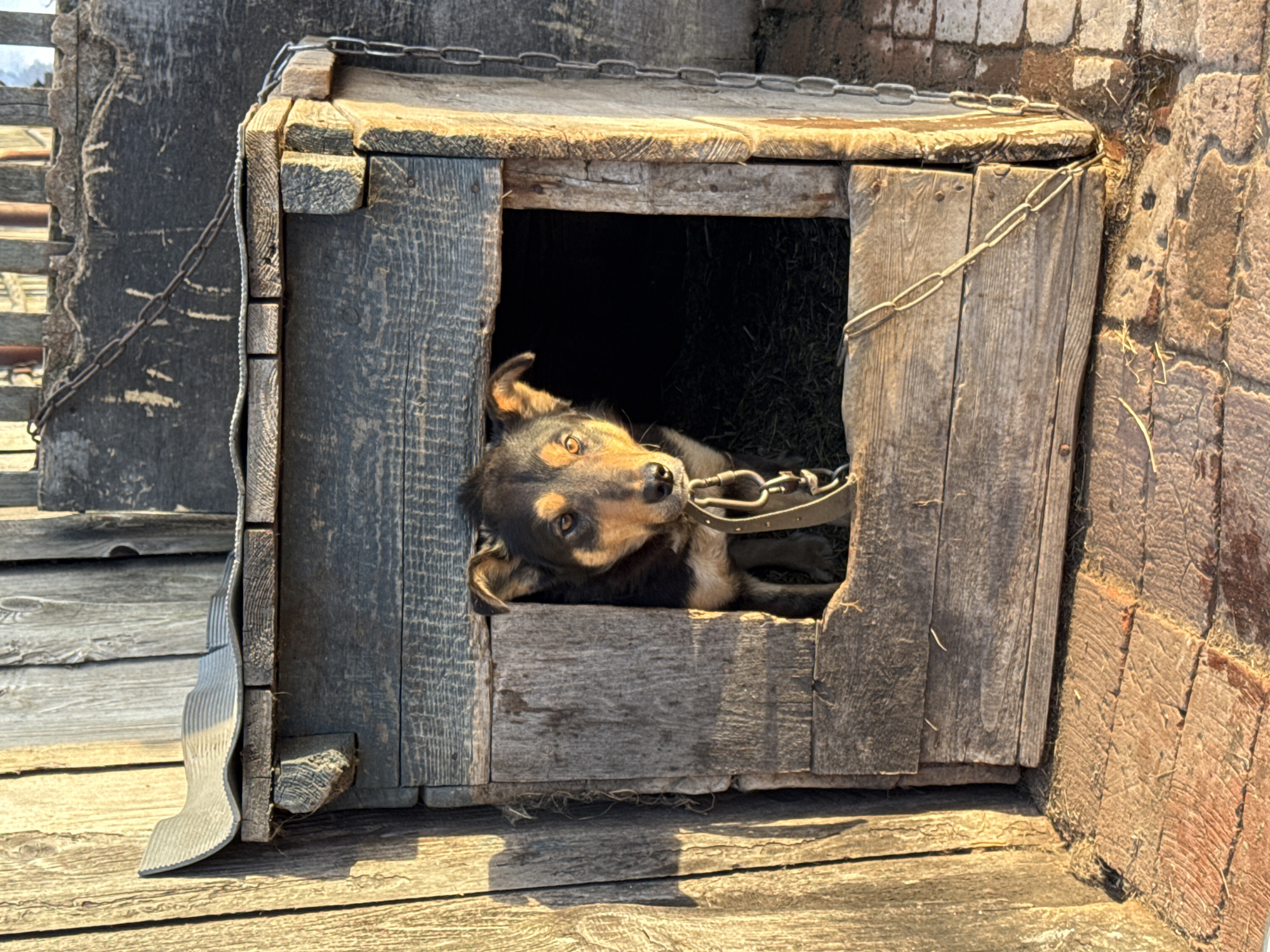 Chained dog rests in wooden doghouse in rural Russia