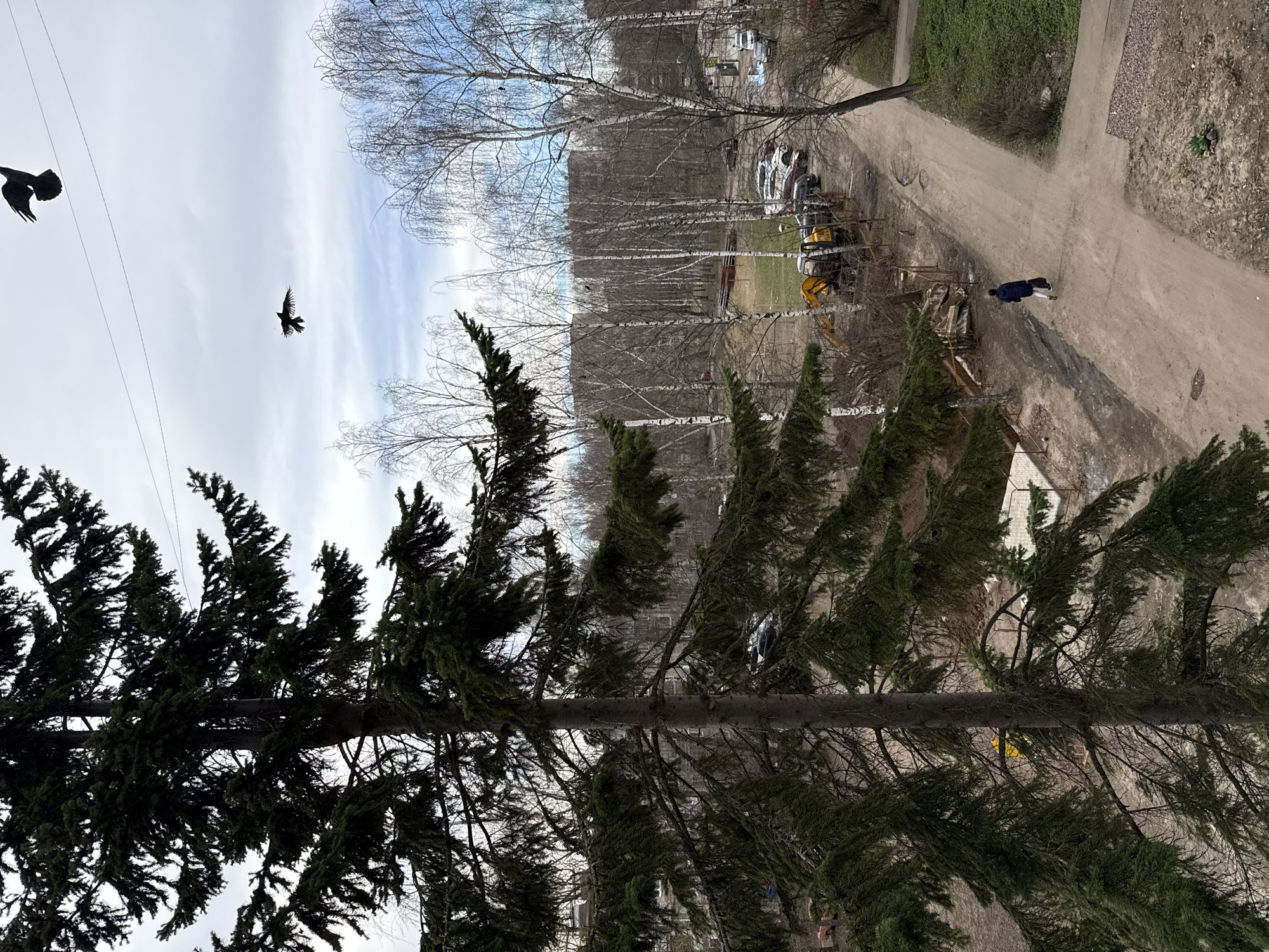 Two birds spotted in flight in Zhukovo, Russia