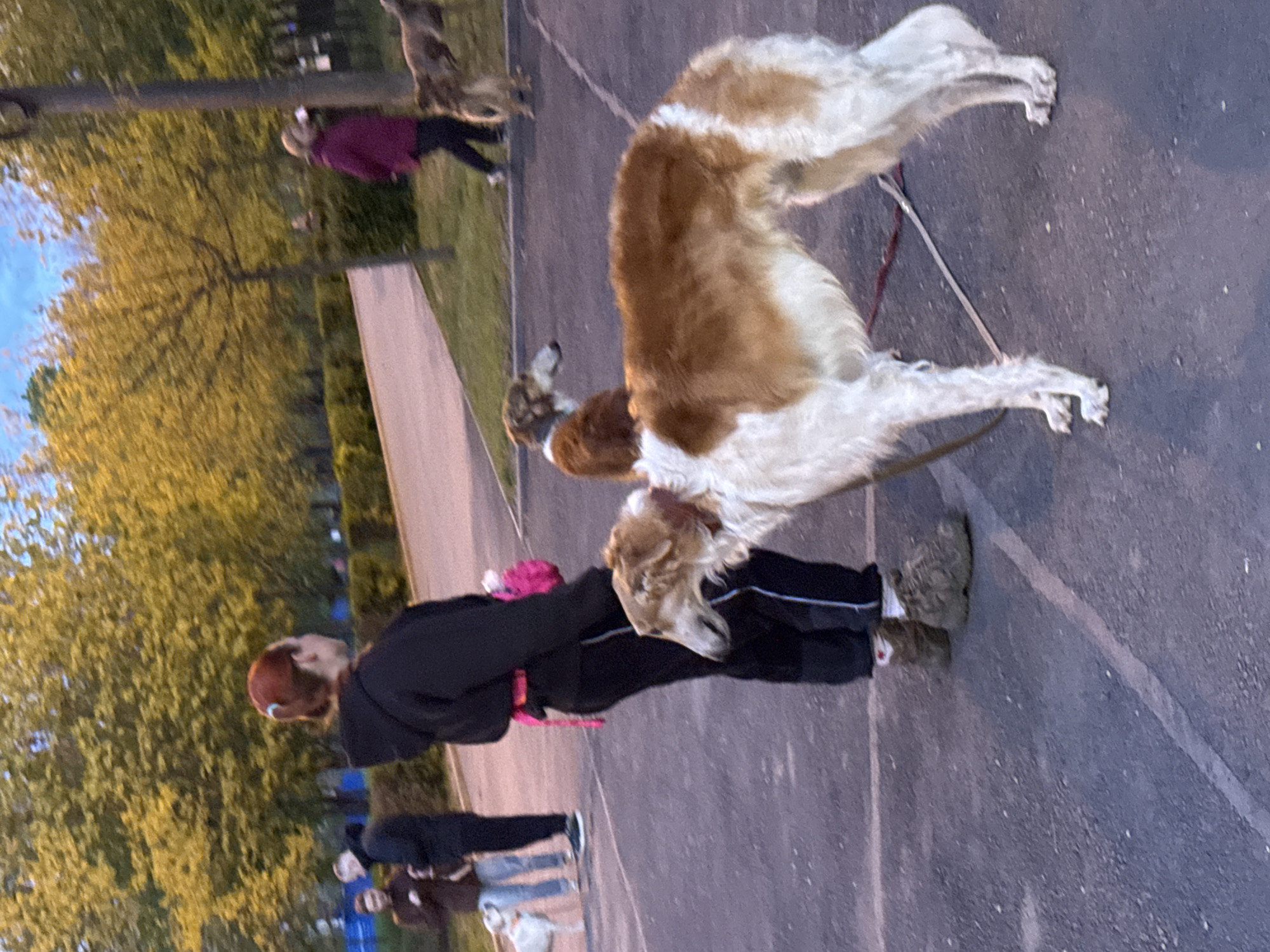 Afternoon park activity observed in Rostov-on-Don with people, dogs