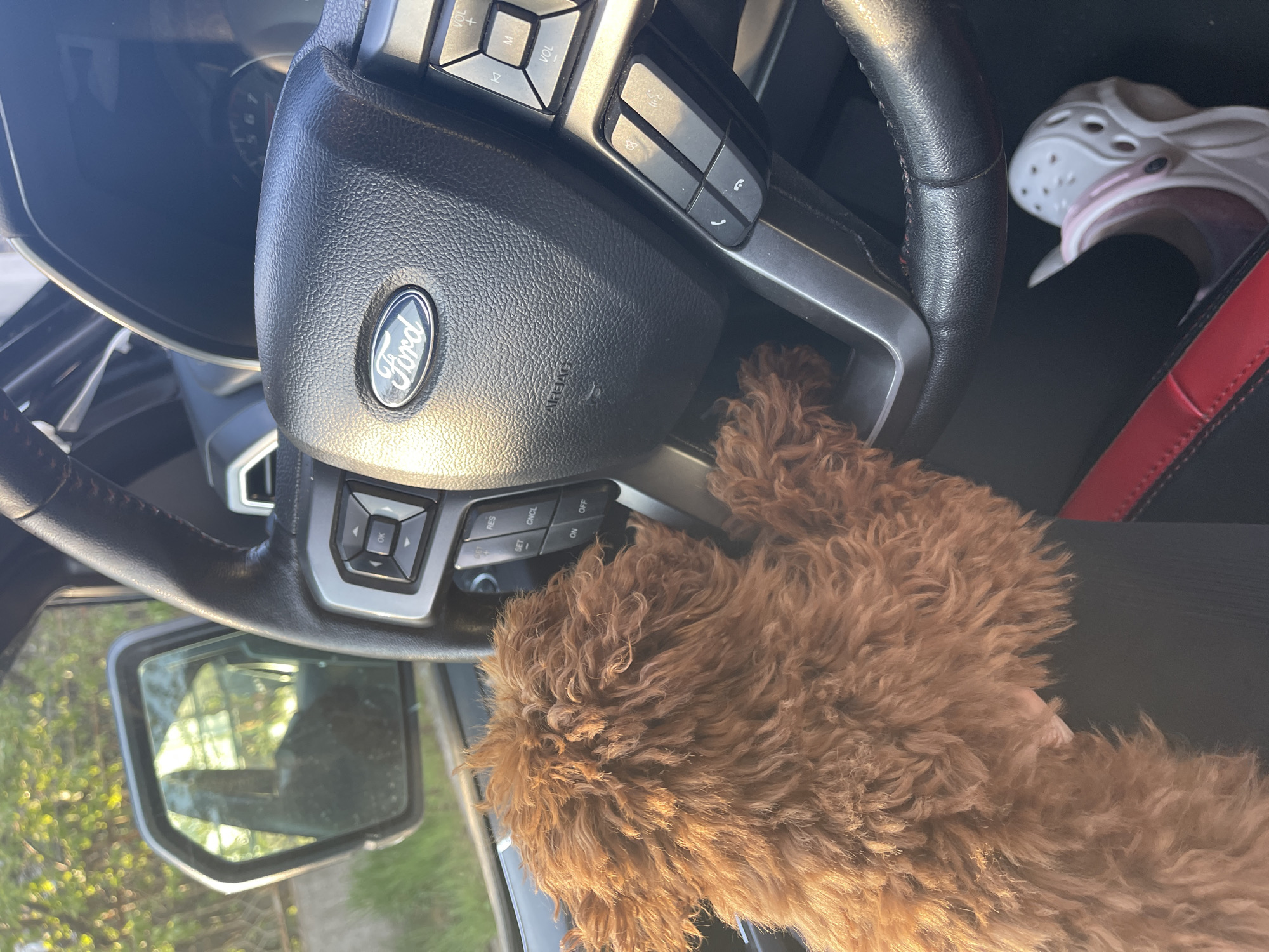 Fluffy dog photographed with passengers inside Ford vehicle in Sofia