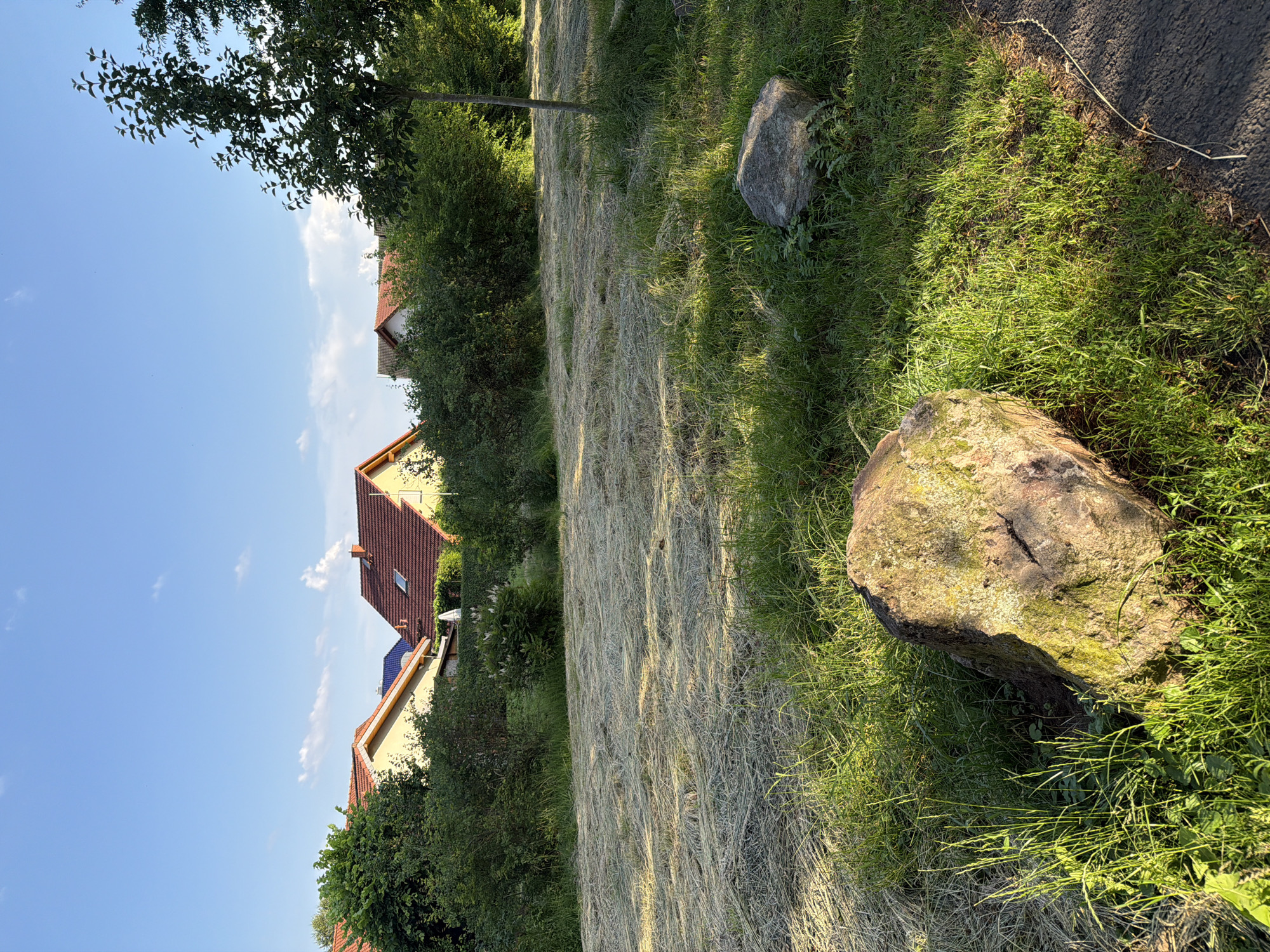 Slow afternoon in a garden: mown grass, wild bees, and apple trees