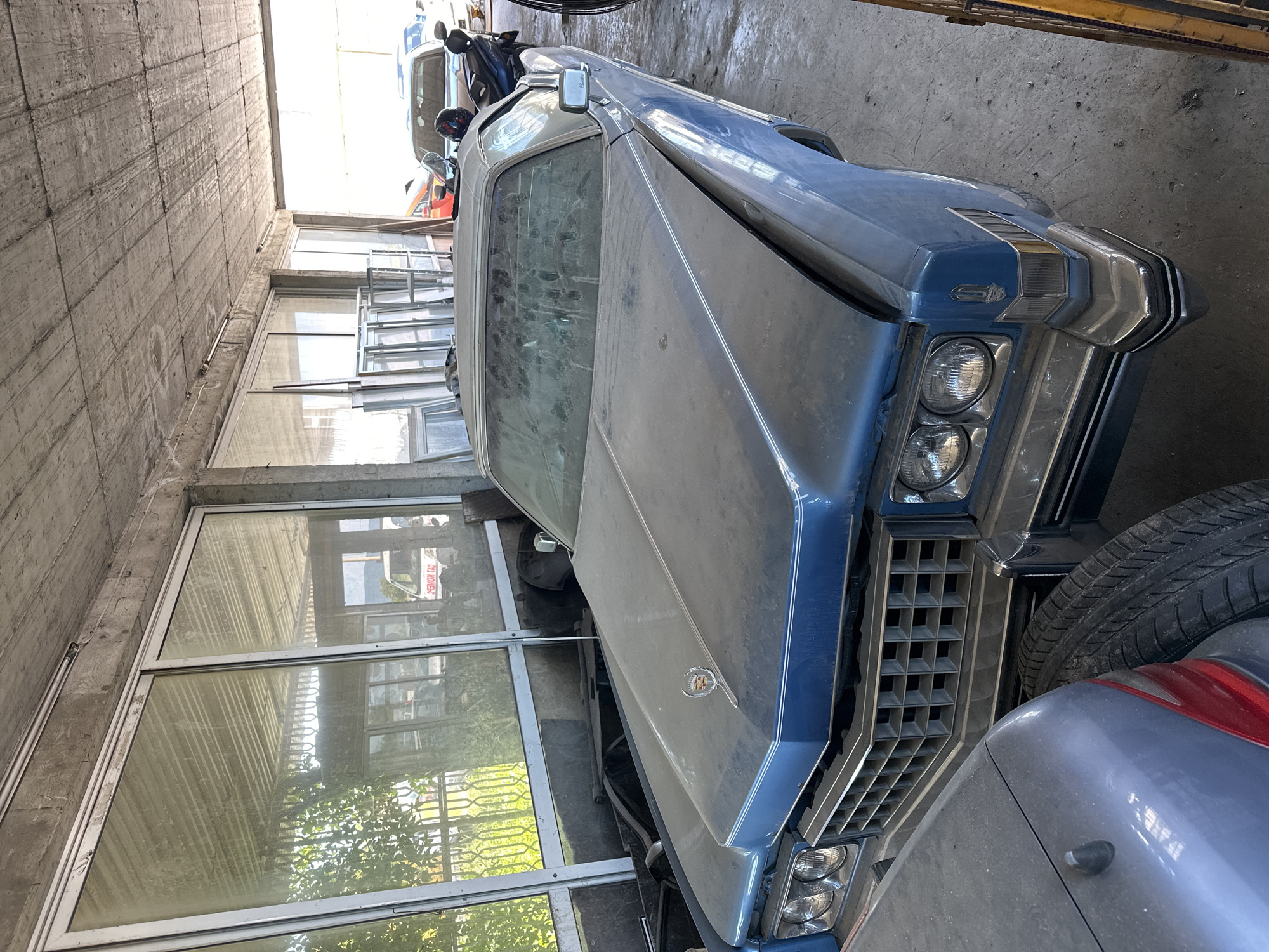 Vintage cars and cats spotted in dusty garage storage