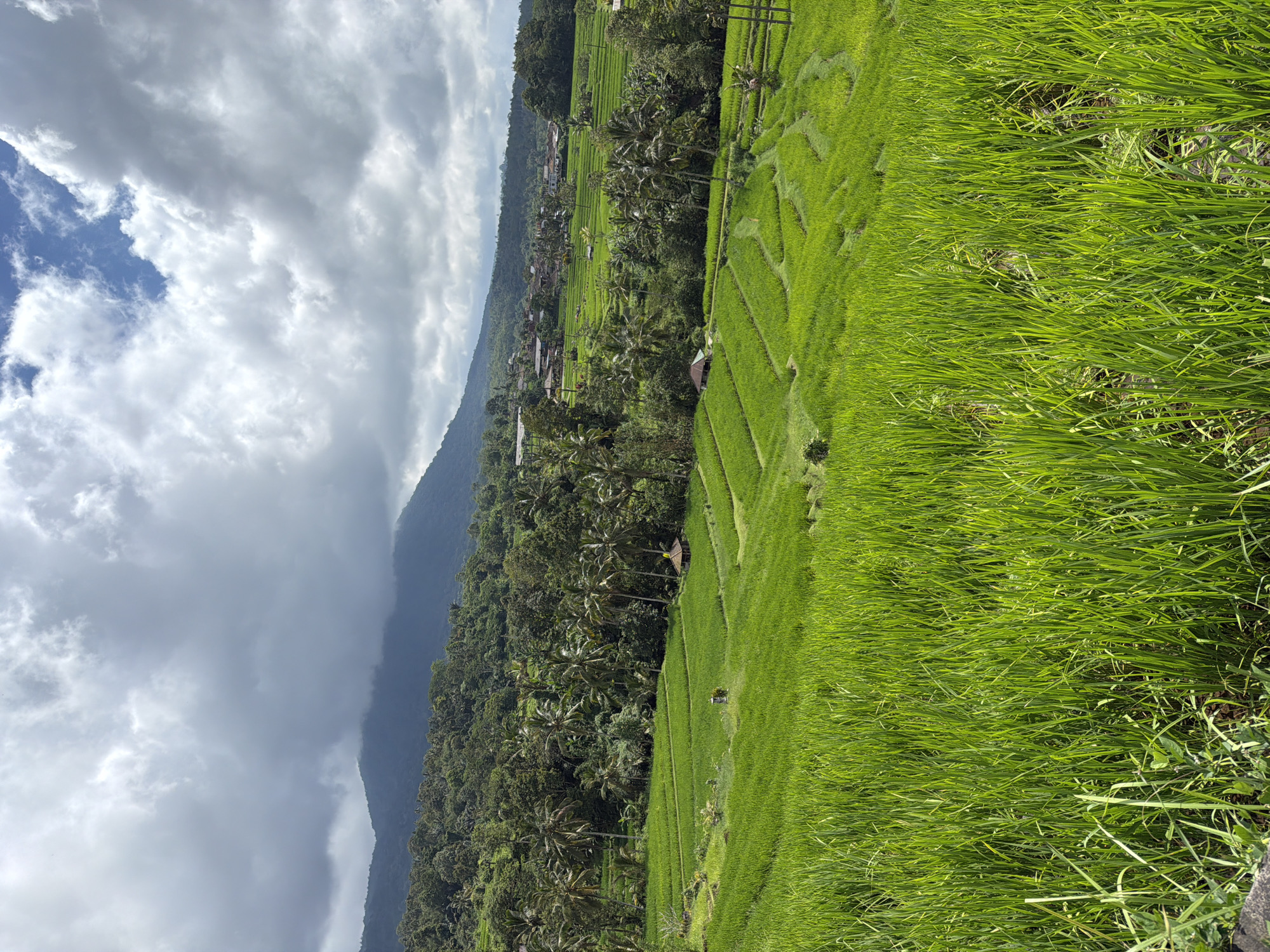 Rice terraces documented in Penebel, Indonesia agricultural region