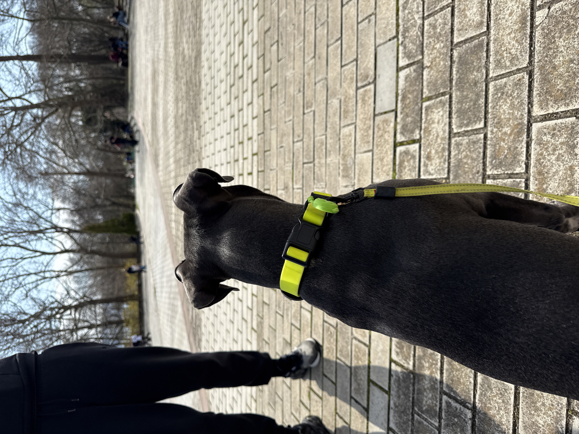 Dog walk and spring park scenes observed in Varna