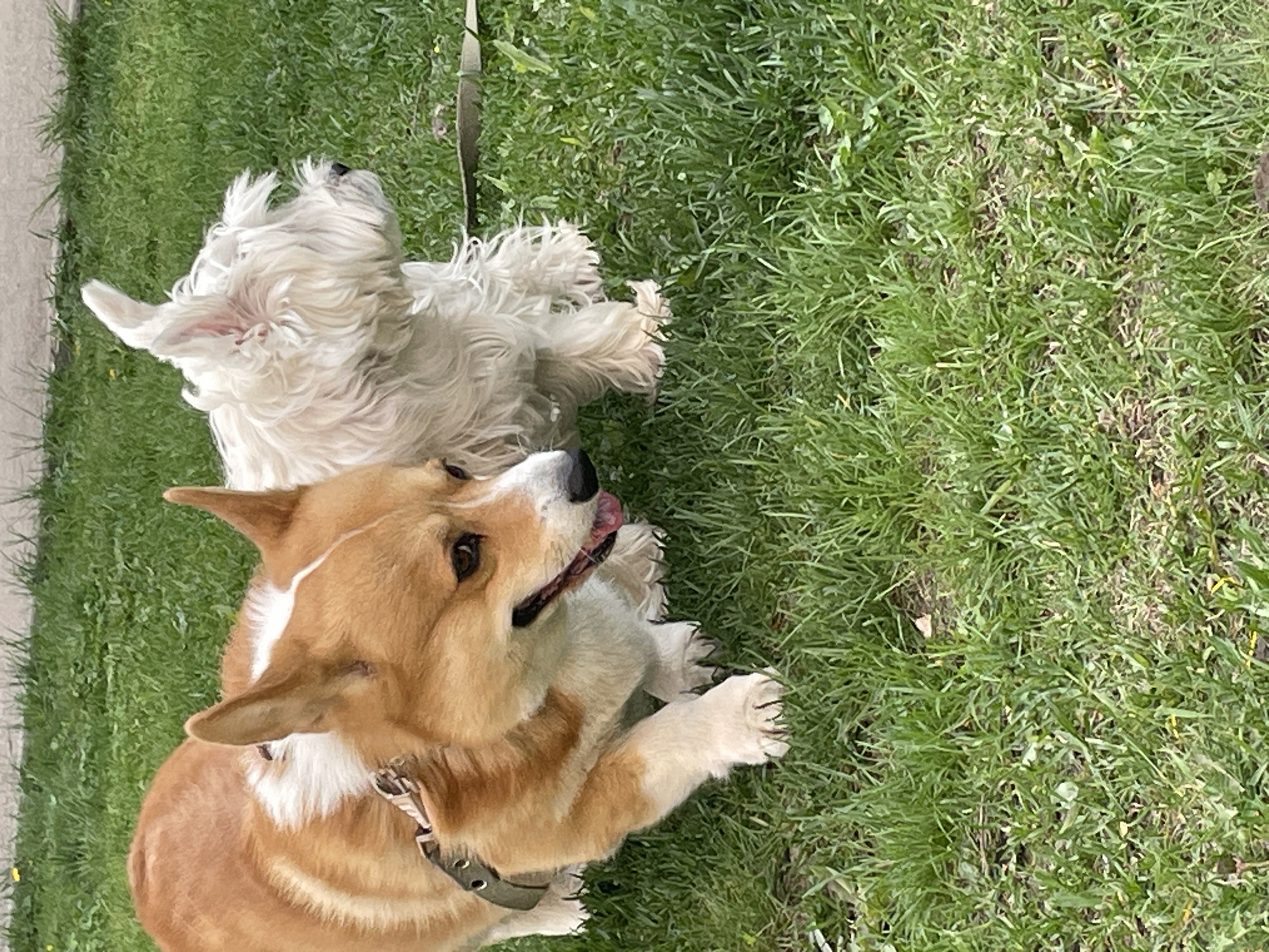 Corgi and terrier caught playing on unknown city lawn
