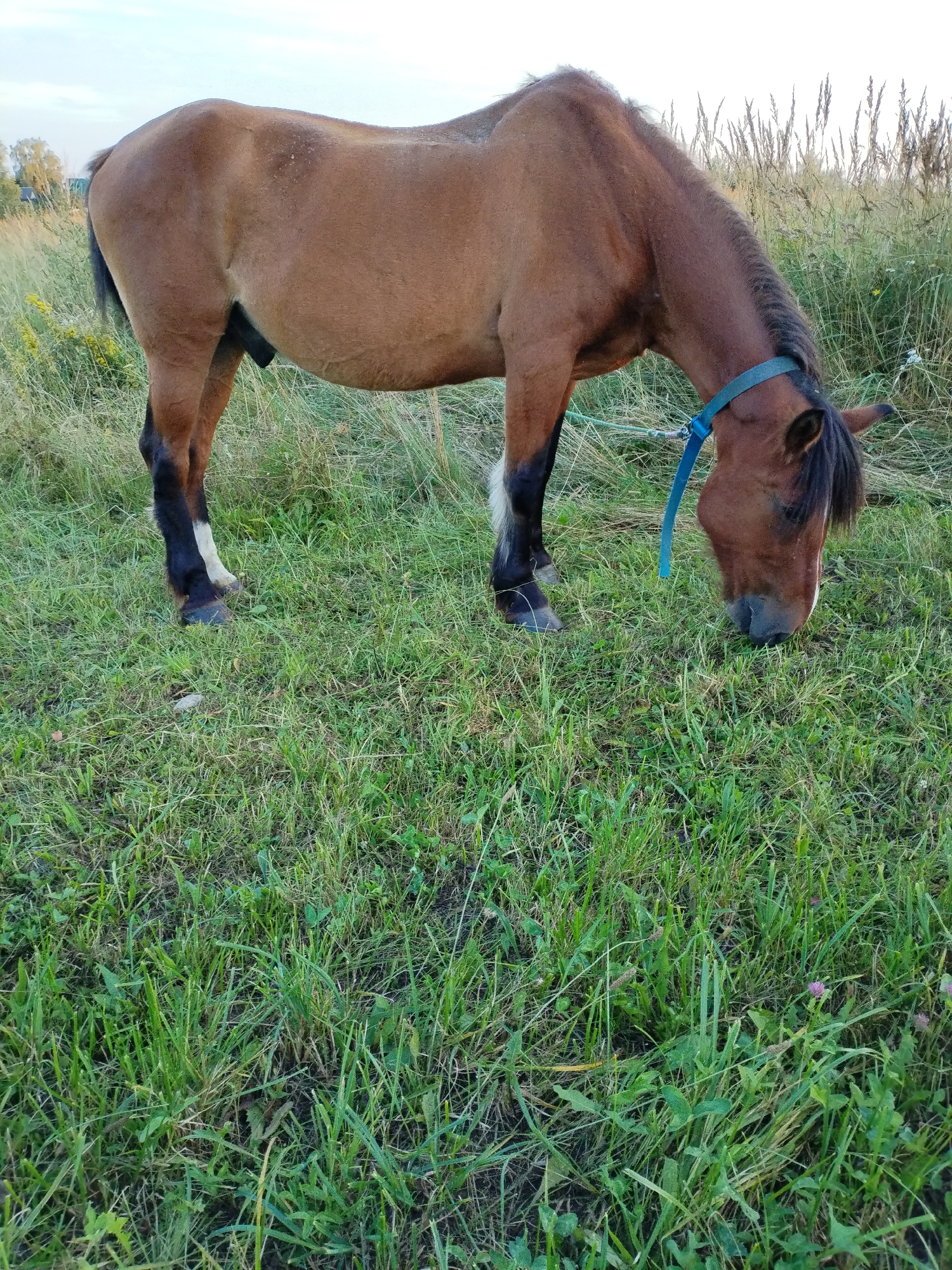Horse grazing at sunset, oak acorns up close, rural Belarus