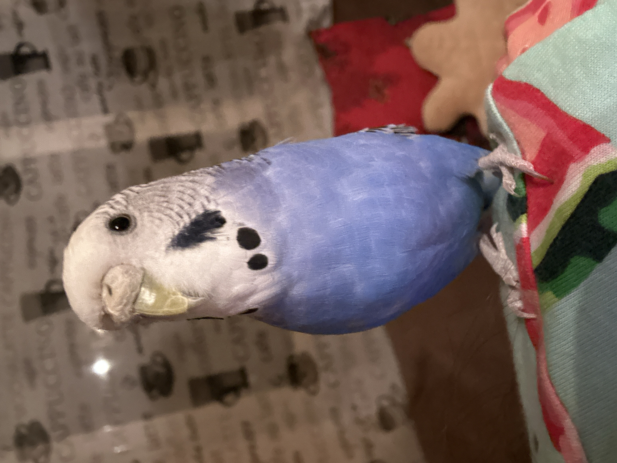 Budgie, fruit plates, dried roses, and history notes