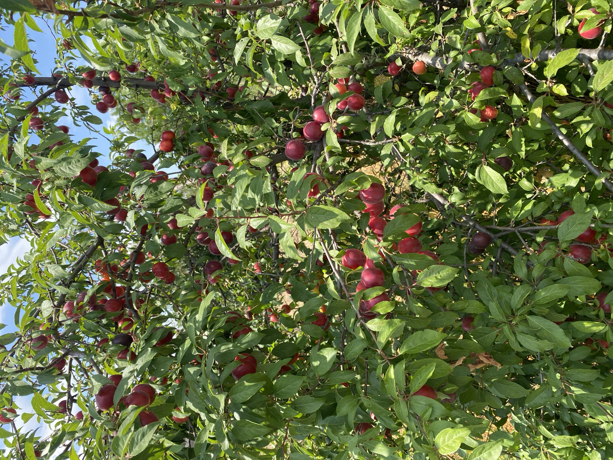 Ripe plums, grape leaves, and blooming hibiscus in summer light
