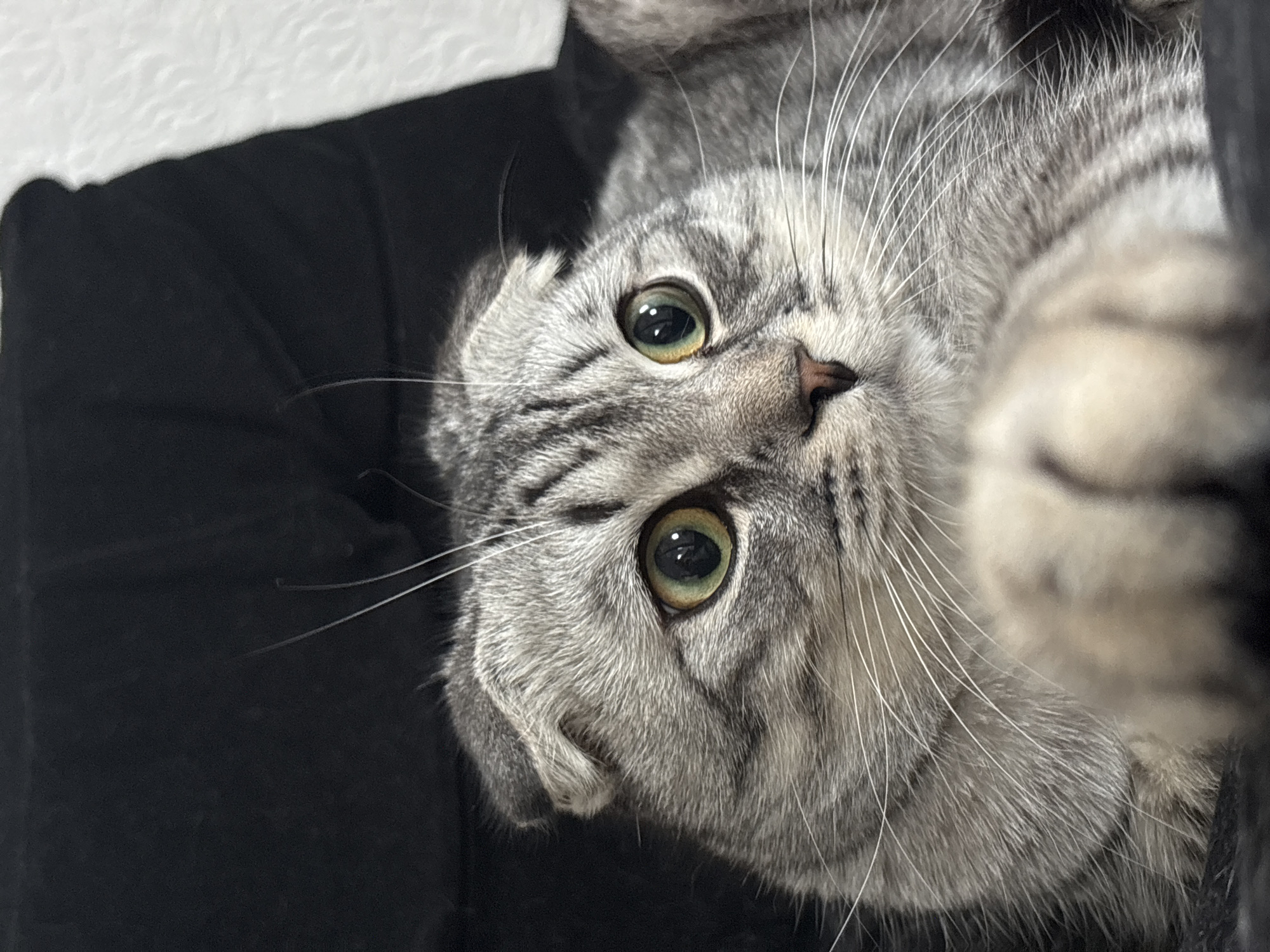 Gray tabby cat spotted lounging around Perm residence