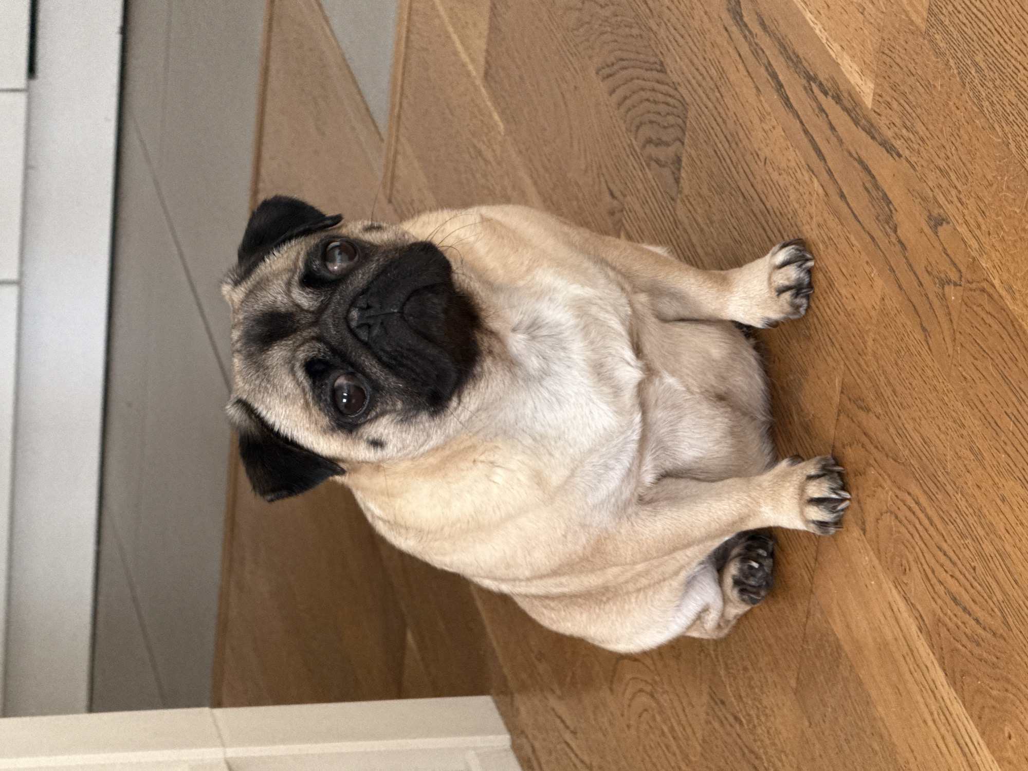 Pug plays with colorful toys on wooden floor