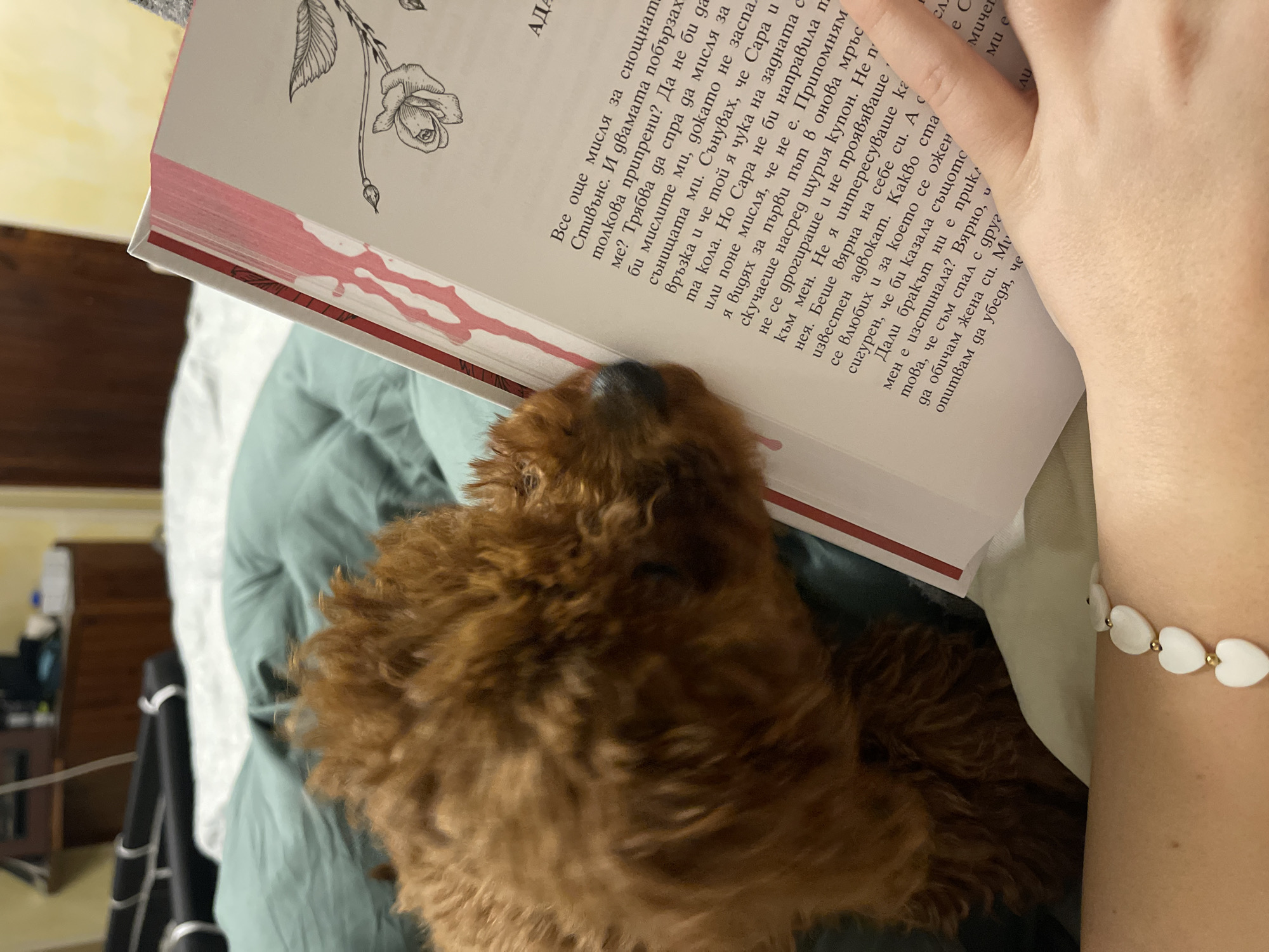 Woman and poodle share quiet reading time at home