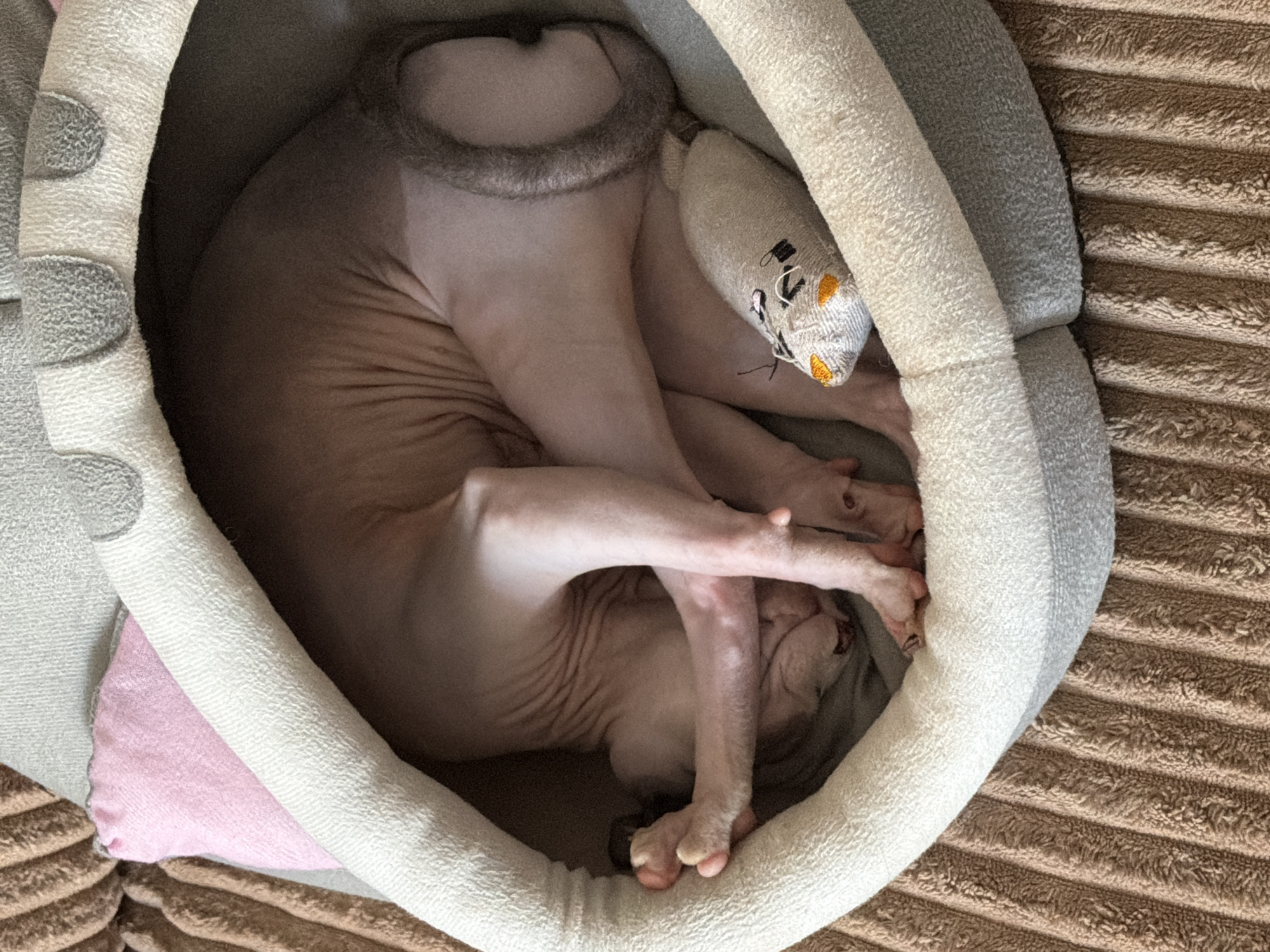 Sphynx Cat Naps in Decorative Bed Over 20-Minute Period